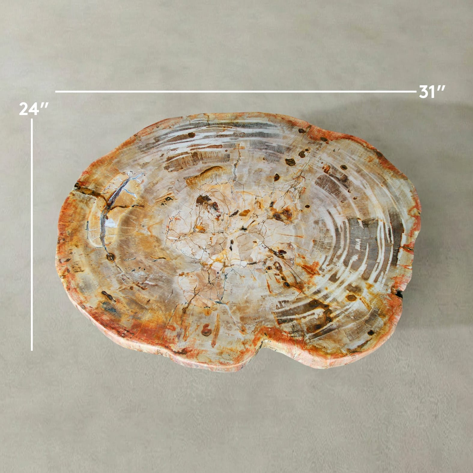 Kalifano Petrified Wood Natural Petrified Wood Round Slab Coffee Table from Indonesia - 31" / 108 lbs PWT4500.007