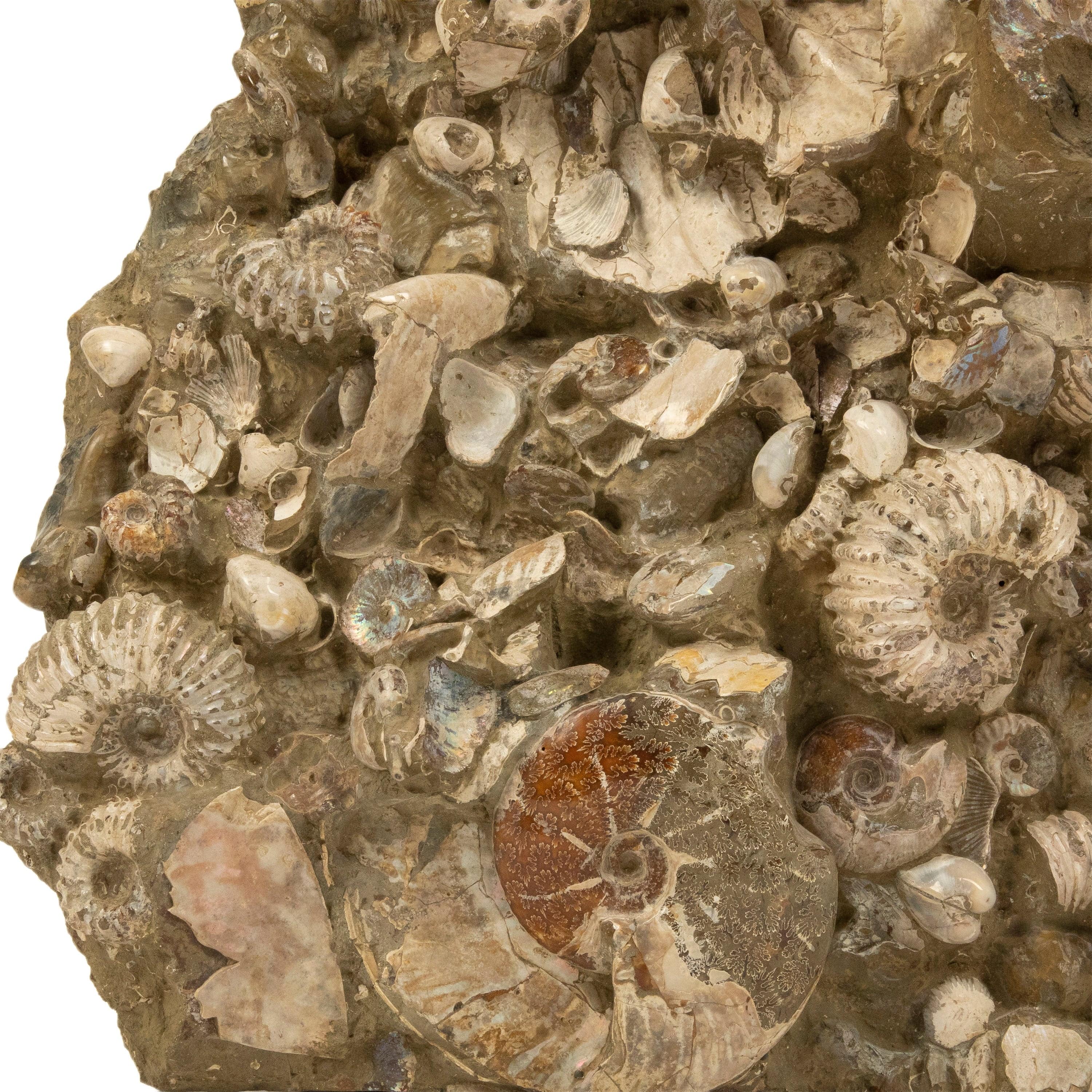 Kalifano Ammonites Natural Ammonite Colony in Matrix from Madagascar - 25" / 108 lbs AMM30000.001