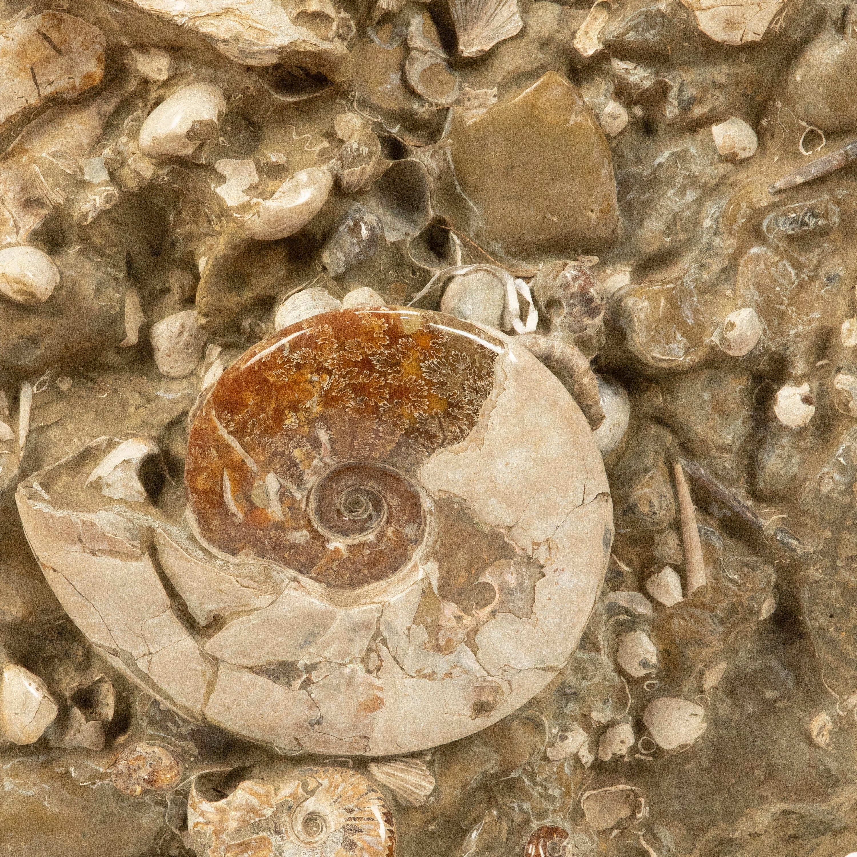Kalifano Ammonites Natural Ammonite Colony in Matrix from Madagascar - 31" / 167 lbs AMM36000.002