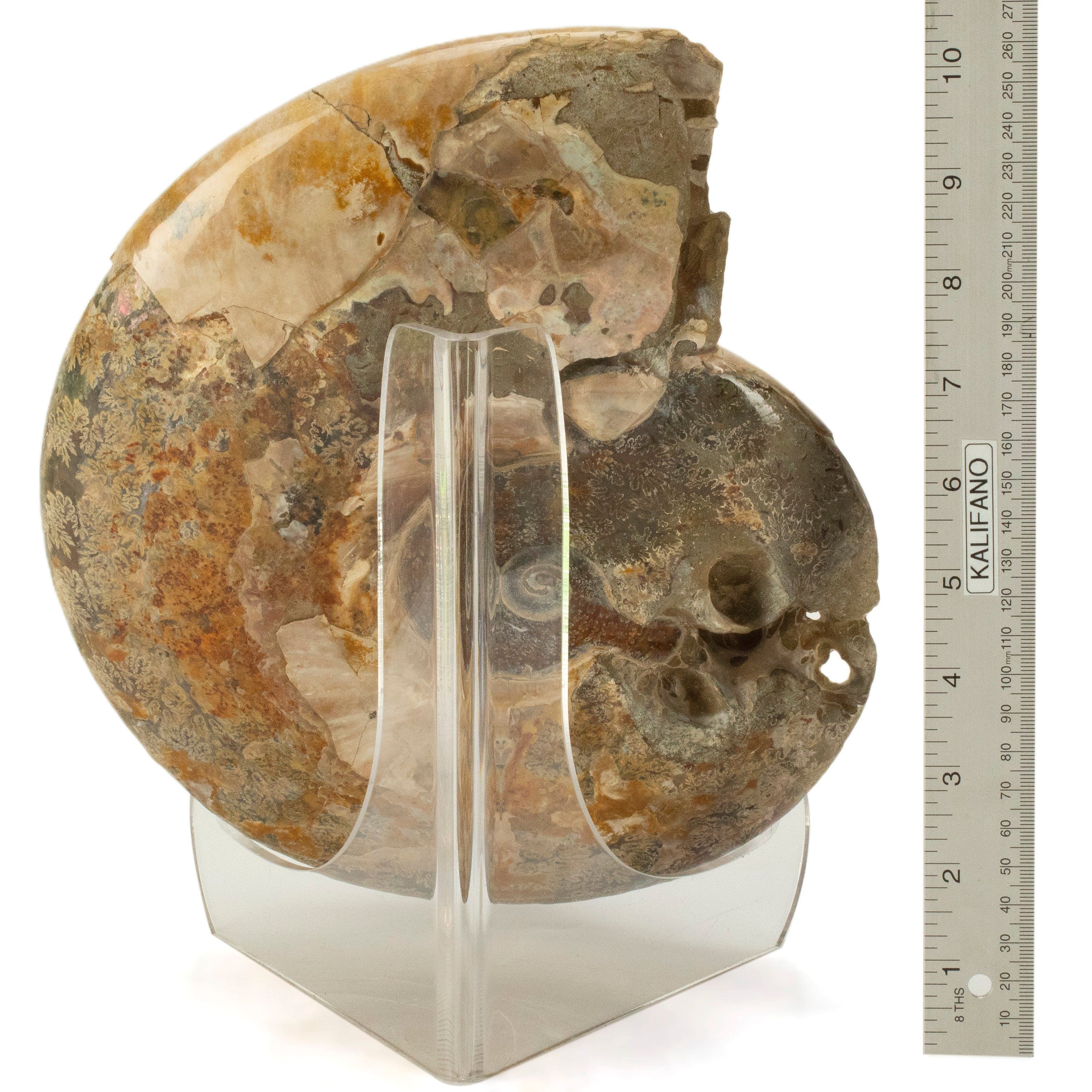 Kalifano Ammonites Natural Ammonite Twins from Madagascar - 11" / 11 lbs AMM6000.002
