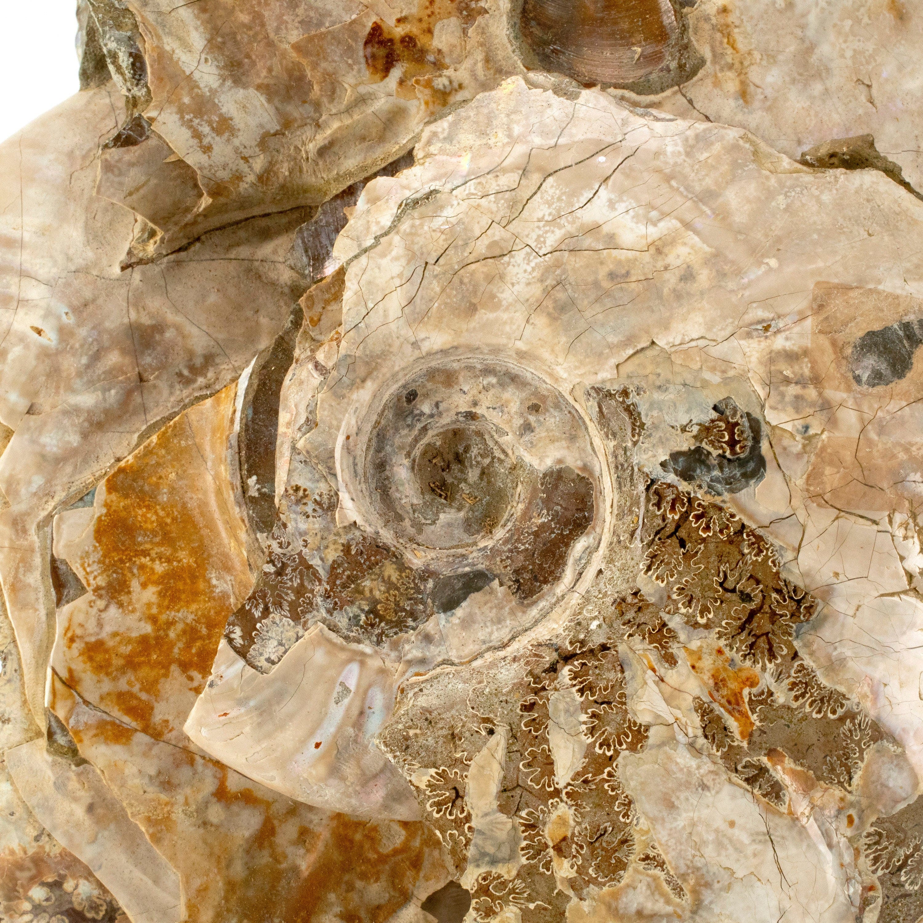 Kalifano Ammonites Natural Ammonite Twins from Madagascar - 11" / 11 lbs AMM6000.002