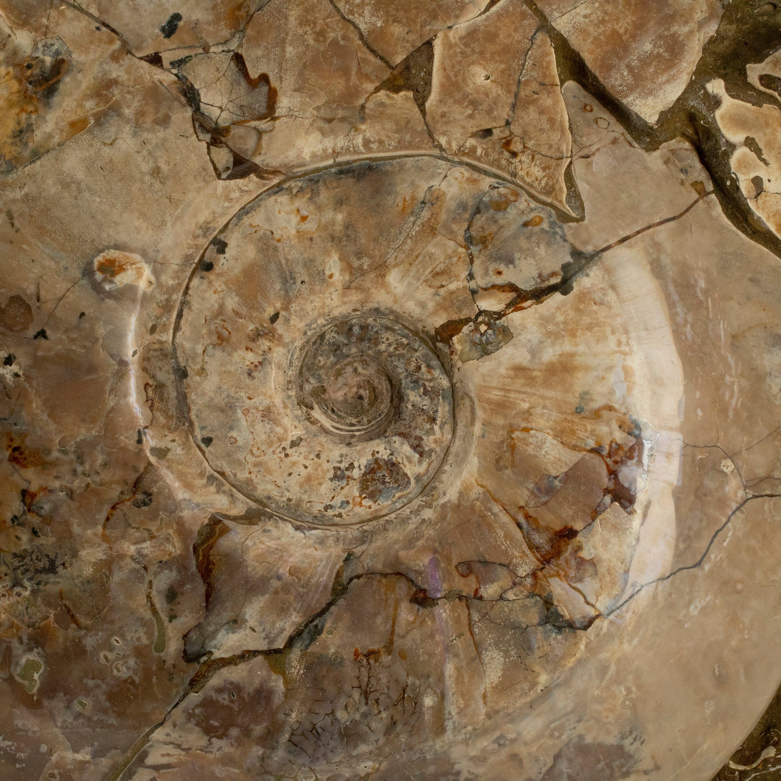Kalifano Ammonites Natural Opalized Ammonite Colony from Madagascar - 25" / 42 lbs AMM21000.001