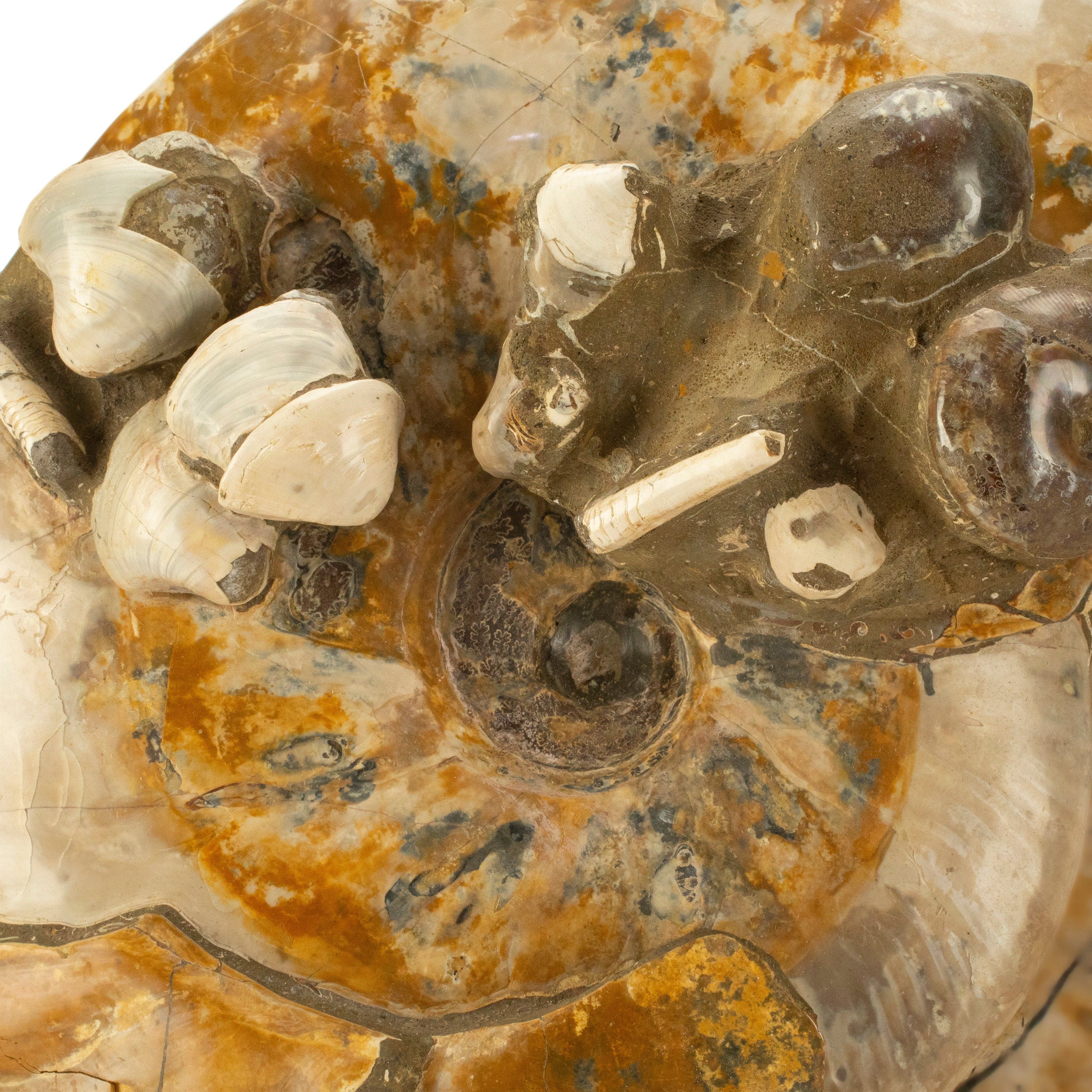 Kalifano Ammonites Natural Opalized Ammonite Colony in Matrix from Madagascar - 14" / 24 lbs AMM15000.001