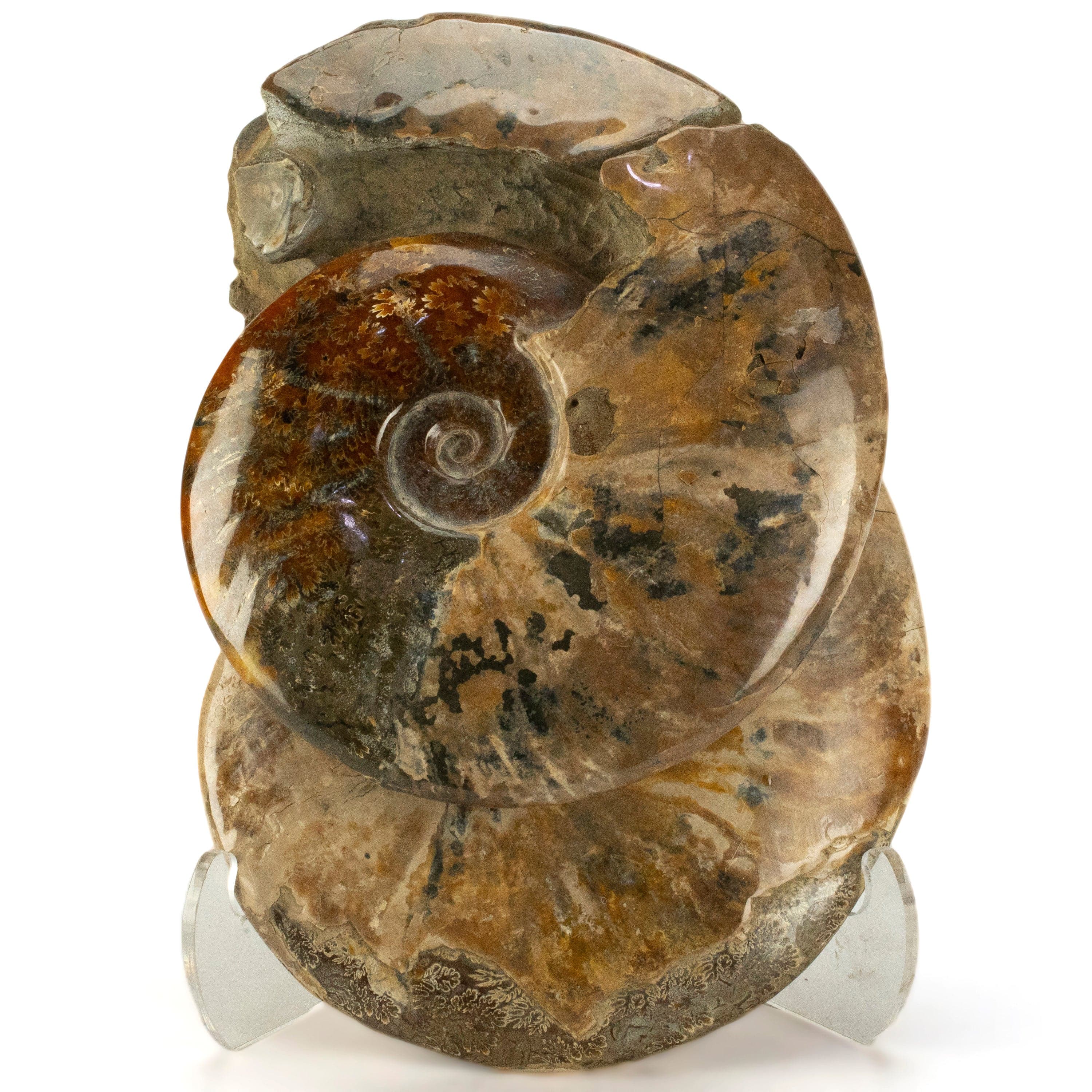Kalifano Ammonites Natural Opalized Ammonite Twins from Madagascar - 11" / 11 lbs AMM6000.001