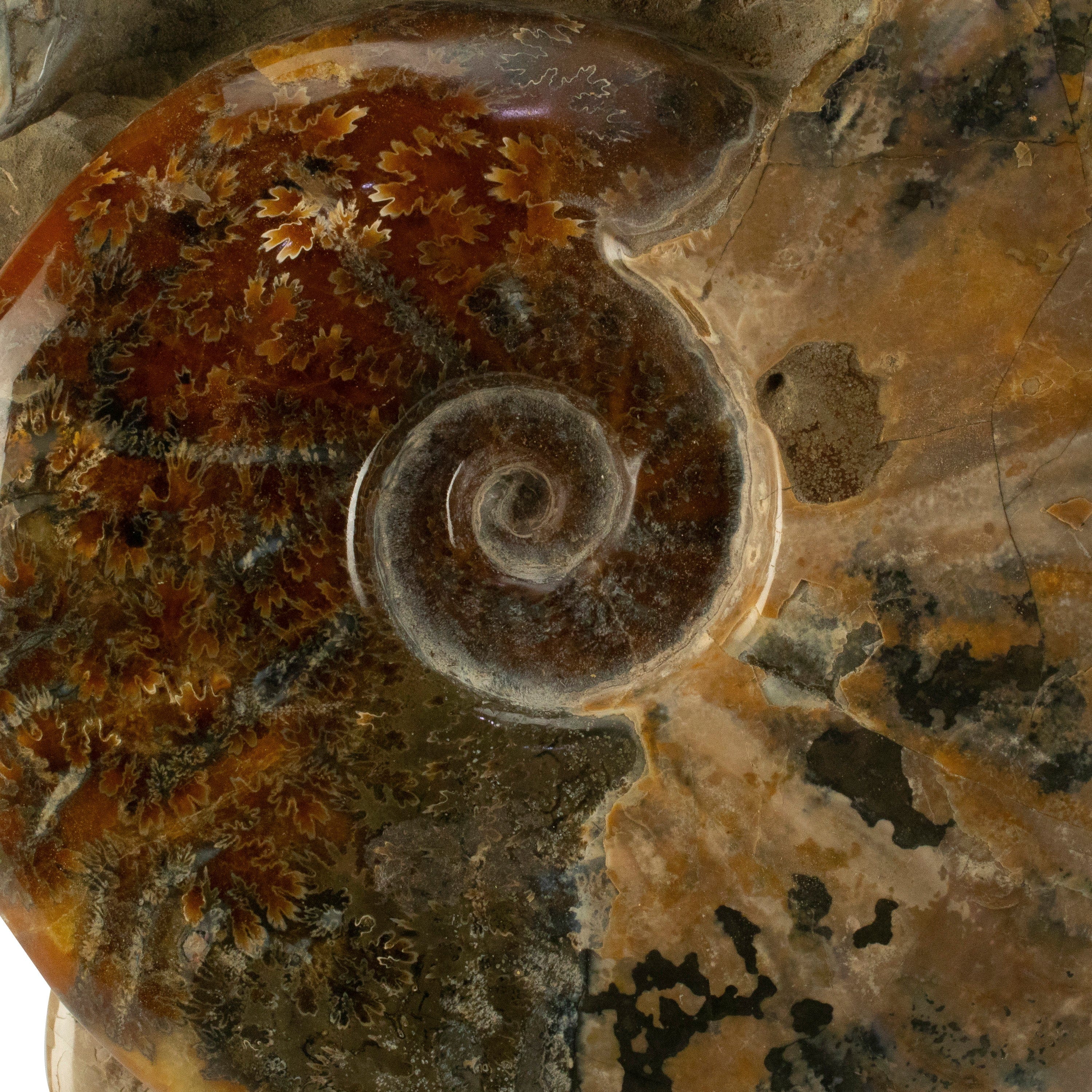 Kalifano Ammonites Natural Opalized Ammonite Twins from Madagascar - 11" / 11 lbs AMM6000.001