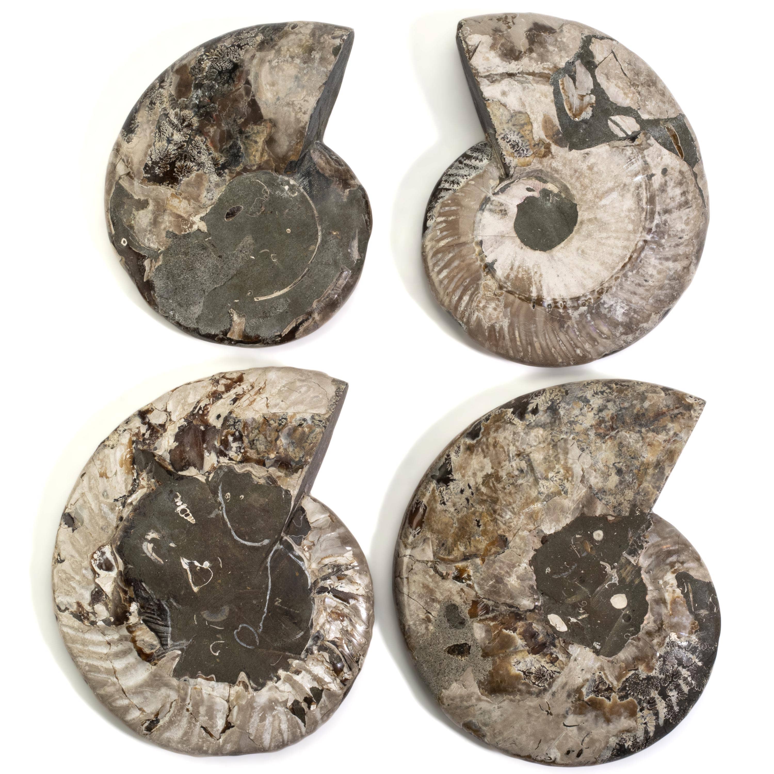 Kalifano Ammonites & Orthoceras Large Ammonite Bowl/ Ashtray - 7" BAM800