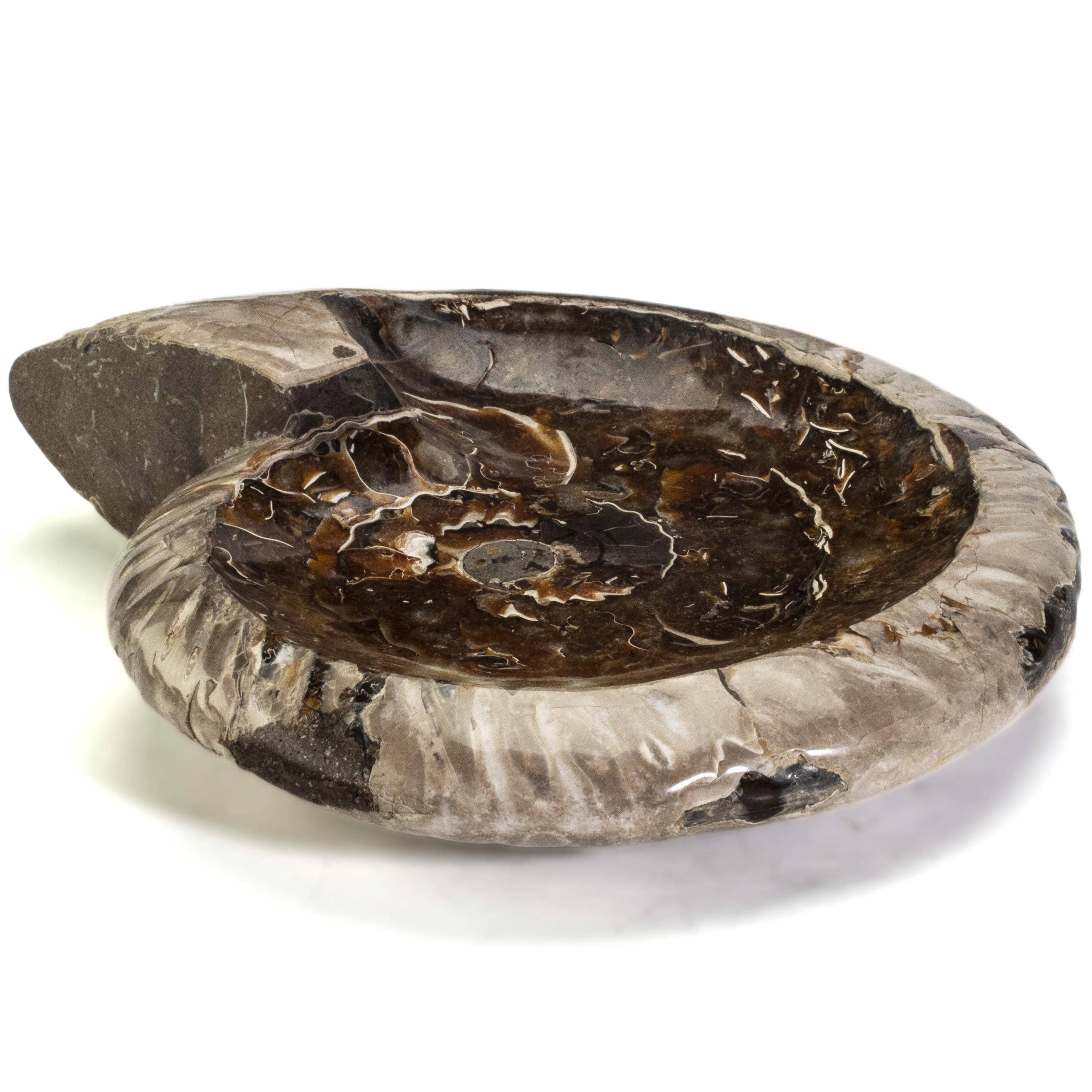 Kalifano Ammonites & Orthoceras Large Ammonite Bowl/ Ashtray - 7" BAM800