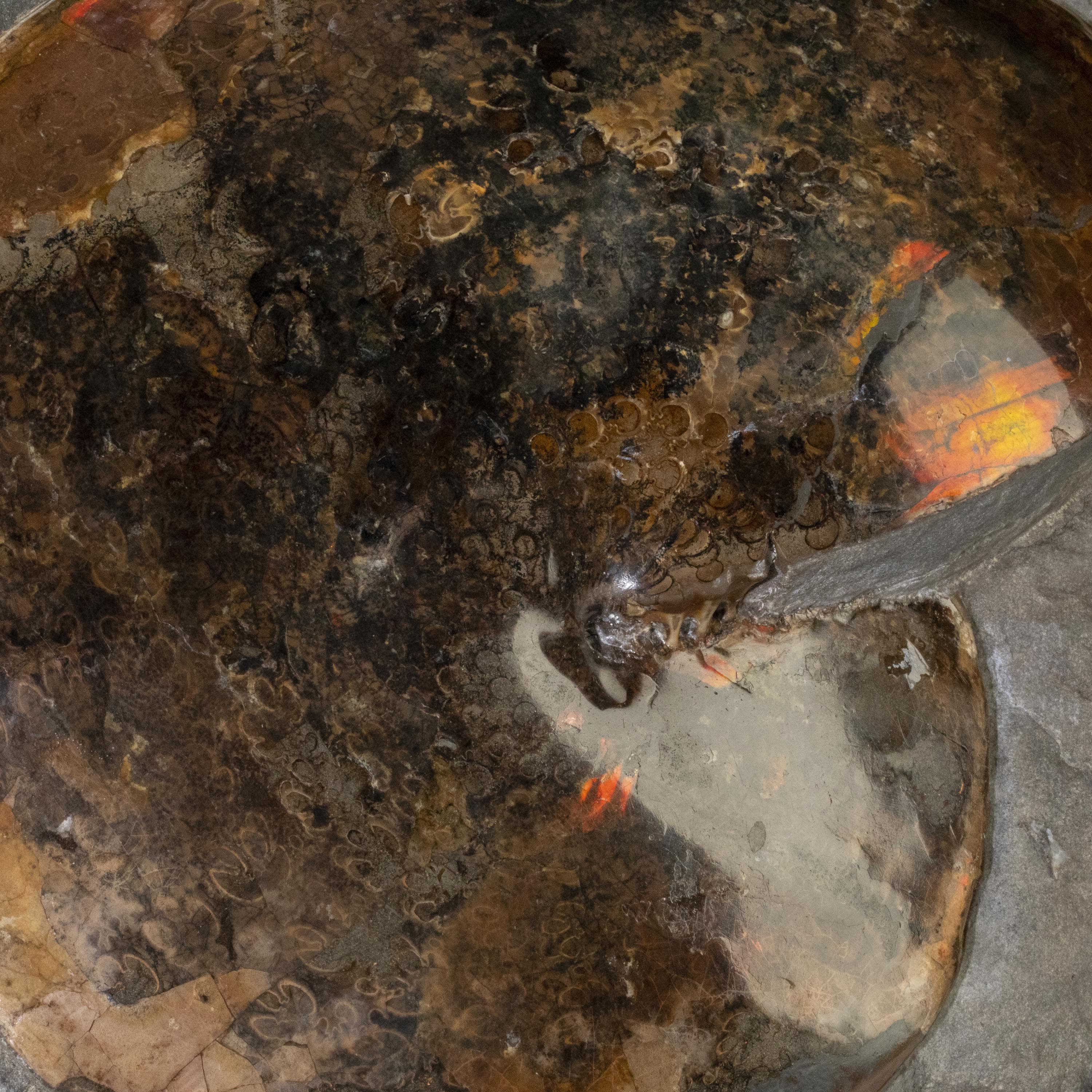 Kalifano Ammonites & Orthoceras Madagascar Ammonite in False Matrix - 12" AMG6900.001