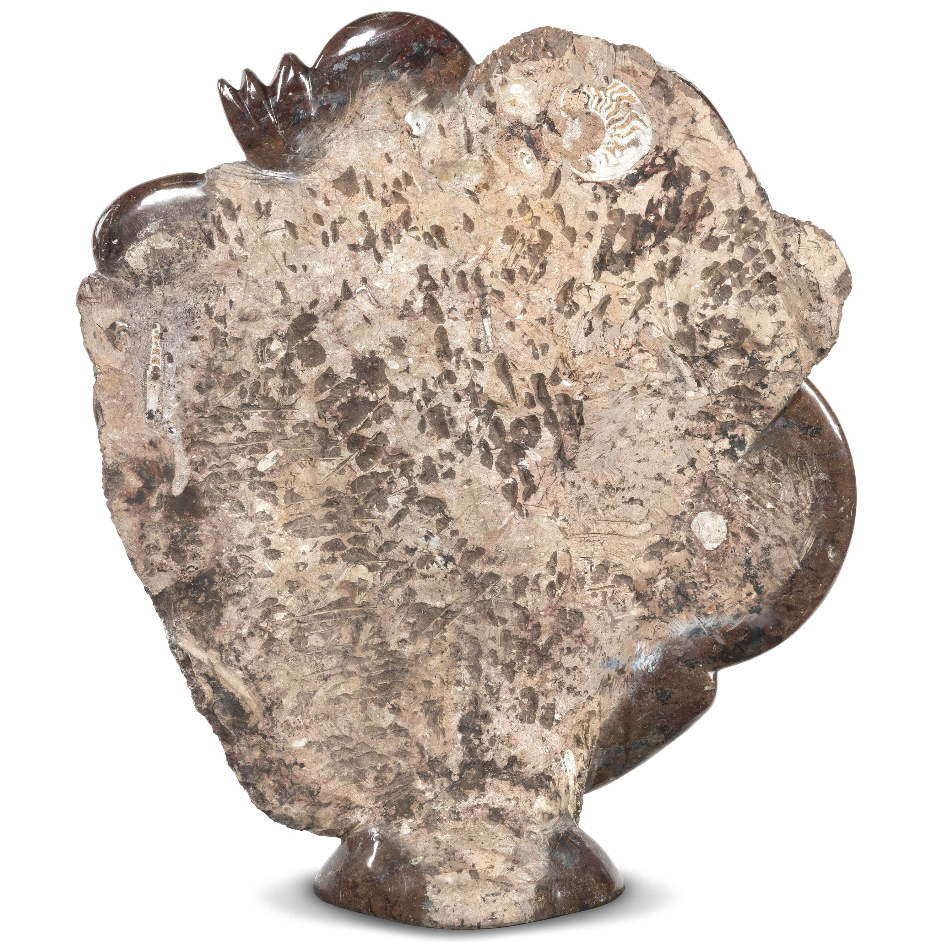 Kalifano Ammonites & Orthoceras Moroccan Ammonite & Orthoceras Fossil - 47 in AMOR48000.001