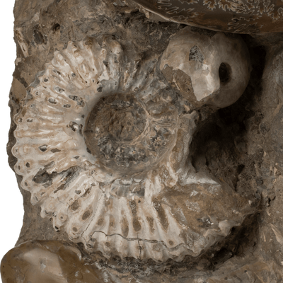 Kalifano Ammonites & Orthoceras Natural Ammonite Grouping from Madagascar - 25" / 130 lbs AMM24000.005