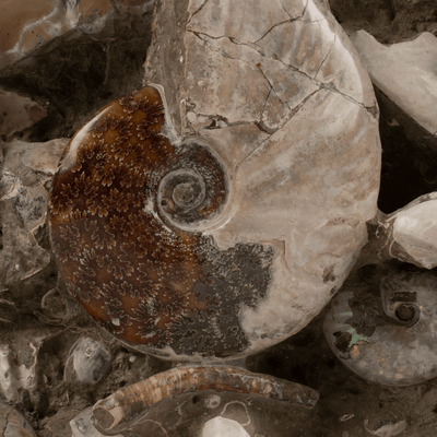 Kalifano Ammonites & Orthoceras Natural Ammonite Grouping from Madagascar - 25" / 130 lbs AMM24000.005