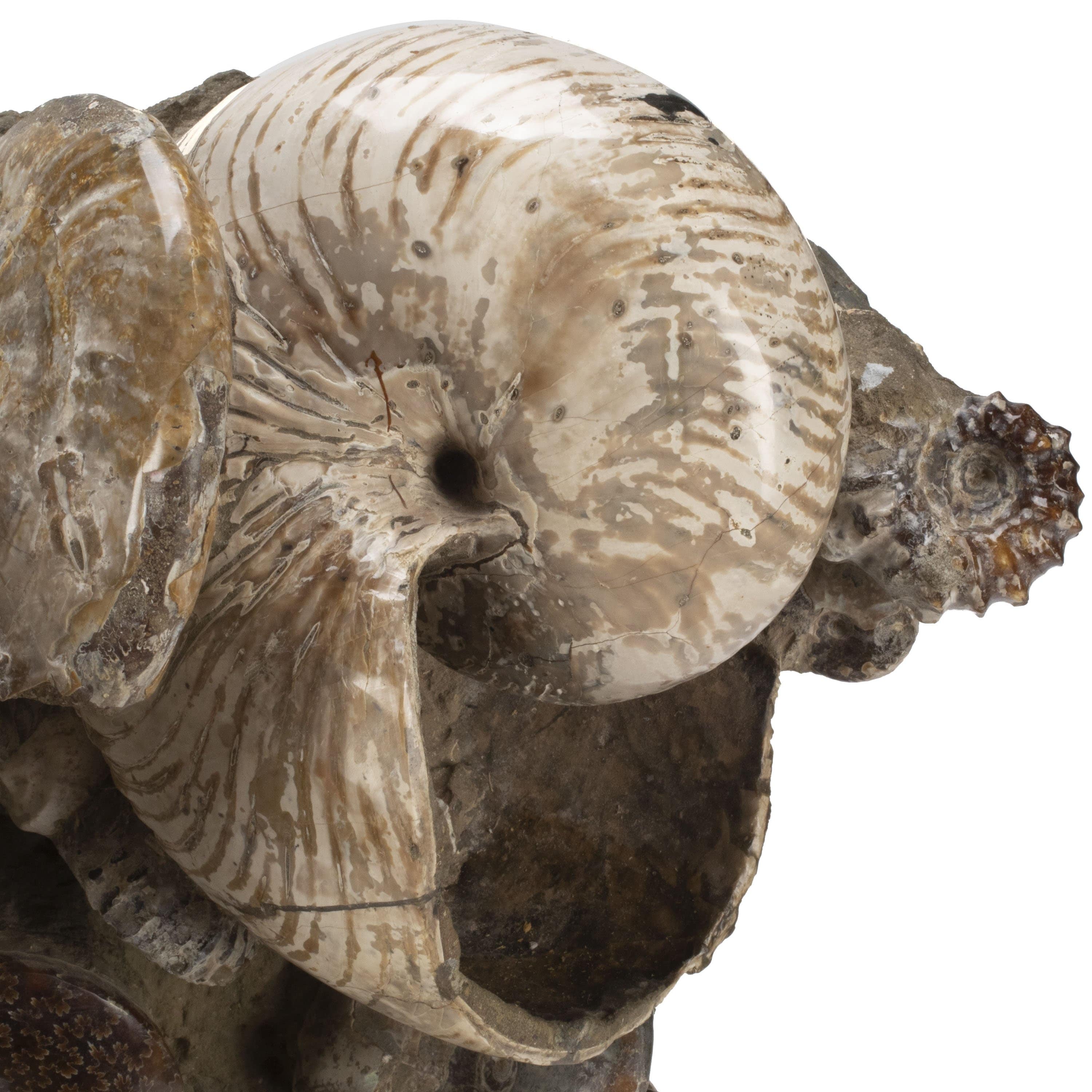Kalifano Ammonites & Orthoceras Natural Ammonite Grouping from Madagascar - 27” / 189 lb AMM36000.001