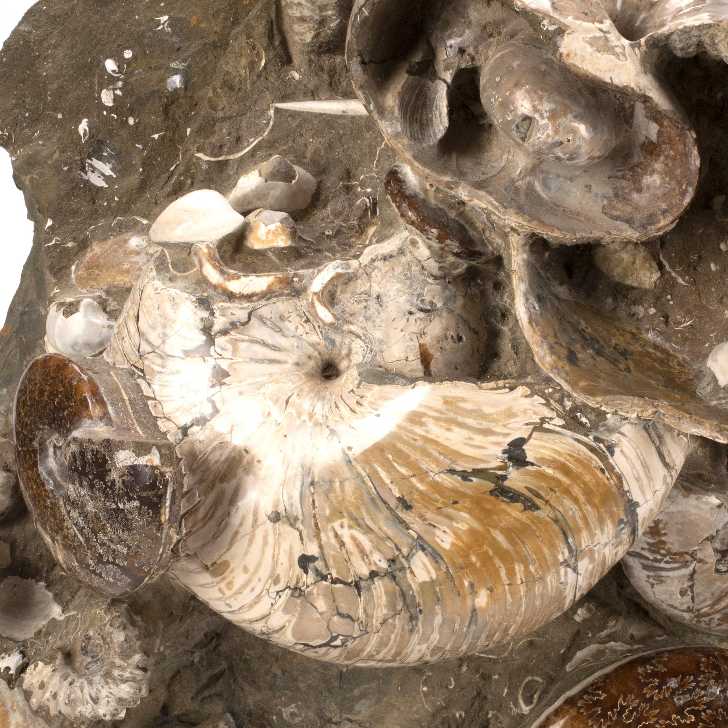 Kalifano Ammonites & Orthoceras Natural Ammonite Grouping from Madagascar - 27‚Äù / 189 lb AMM36000.001