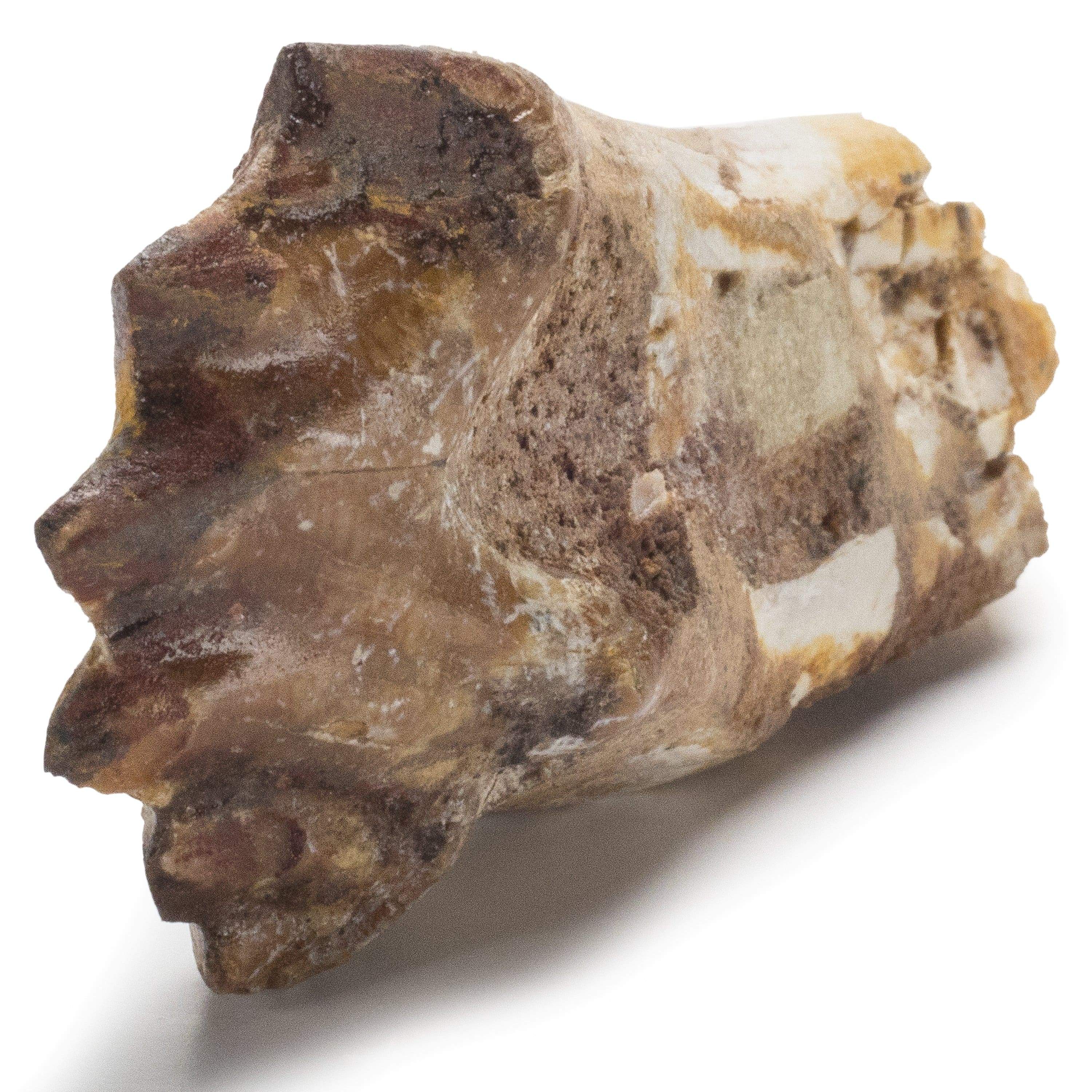 Kalifano Basilosaurus Teeth Natural Prehistoric Basilosaurus Whale Tooth from Morocco  - 2.1 in BST500.001