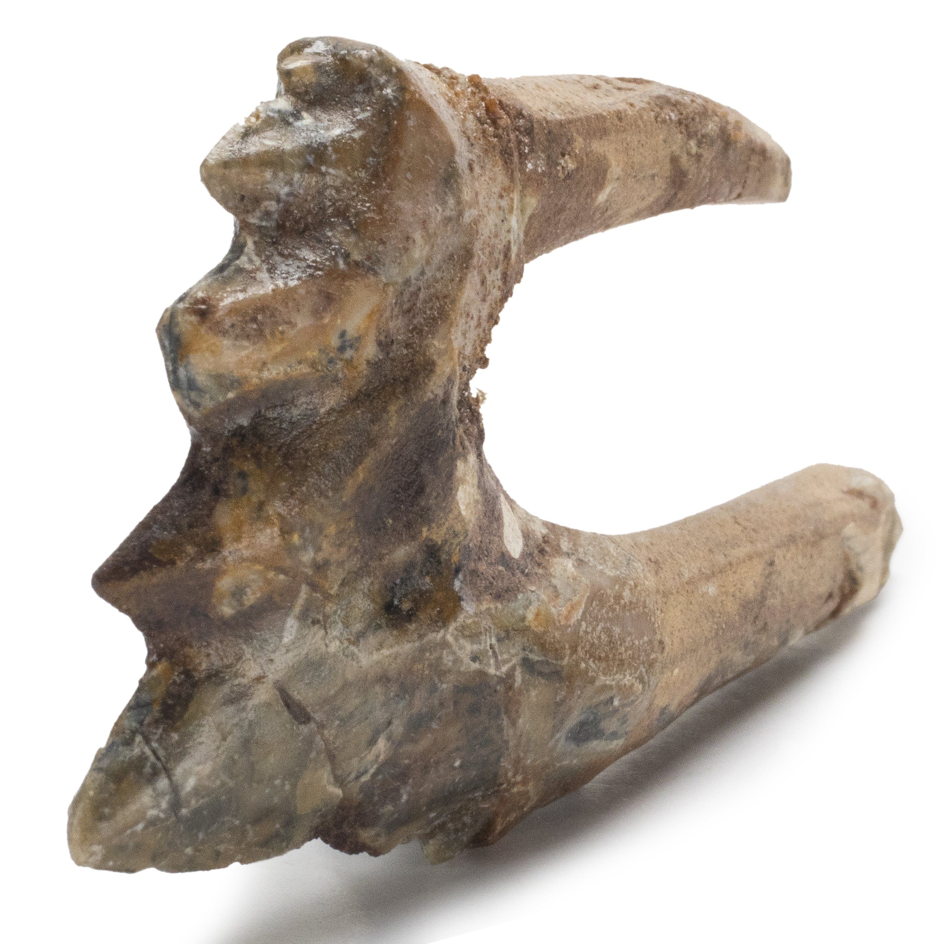 Kalifano Basilosaurus Teeth Natural Prehistoric Basilosaurus Whale Tooth from Morocco  - 2.4 in BST600.004