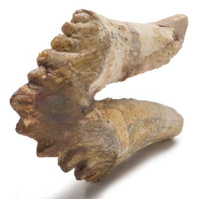 Kalifano Basilosaurus Teeth Natural Prehistoric Basilosaurus Whale Tooth from Morocco  - 3.4 in BST1200.001