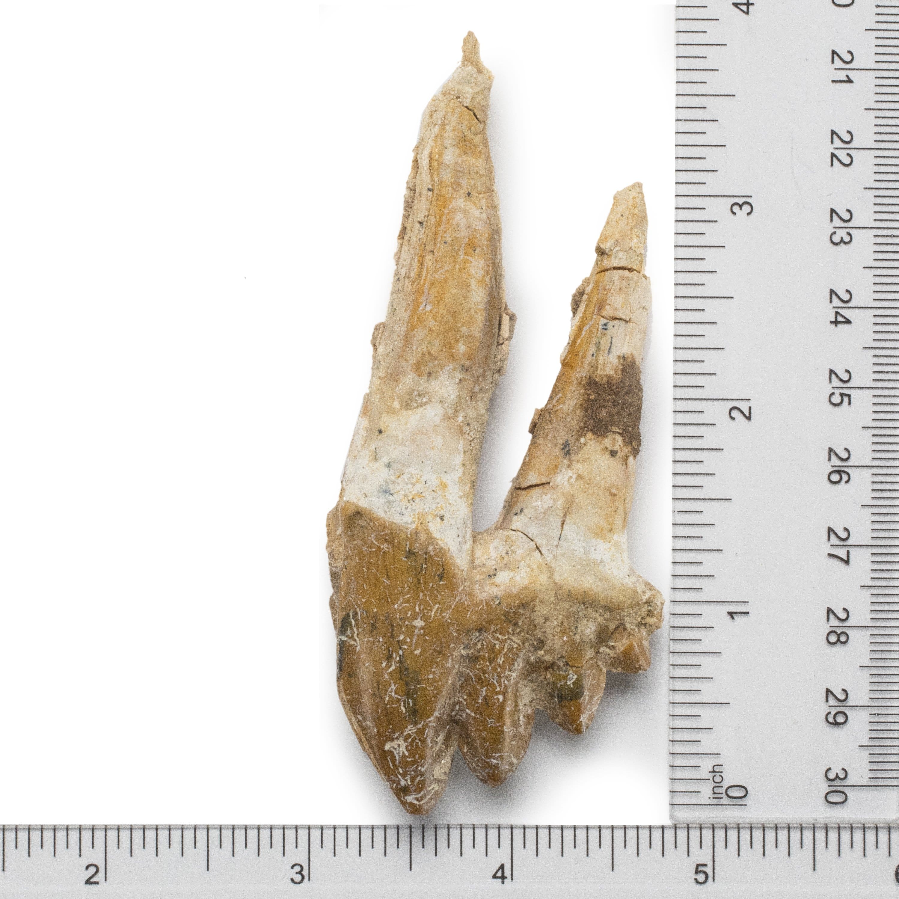 Kalifano Basilosaurus Teeth Natural Prehistoric Basilosaurus Whale Tooth from Morocco  - 3.8 in BST1400.001