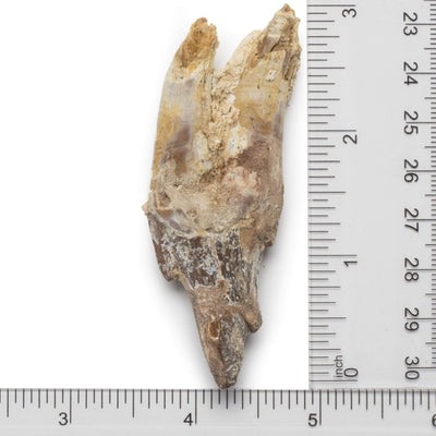 Kalifano Basilosaurus Teeth Natural Prehistoric Basilosaurus Whale Tooth from Morocco  - 3 in BST700.003