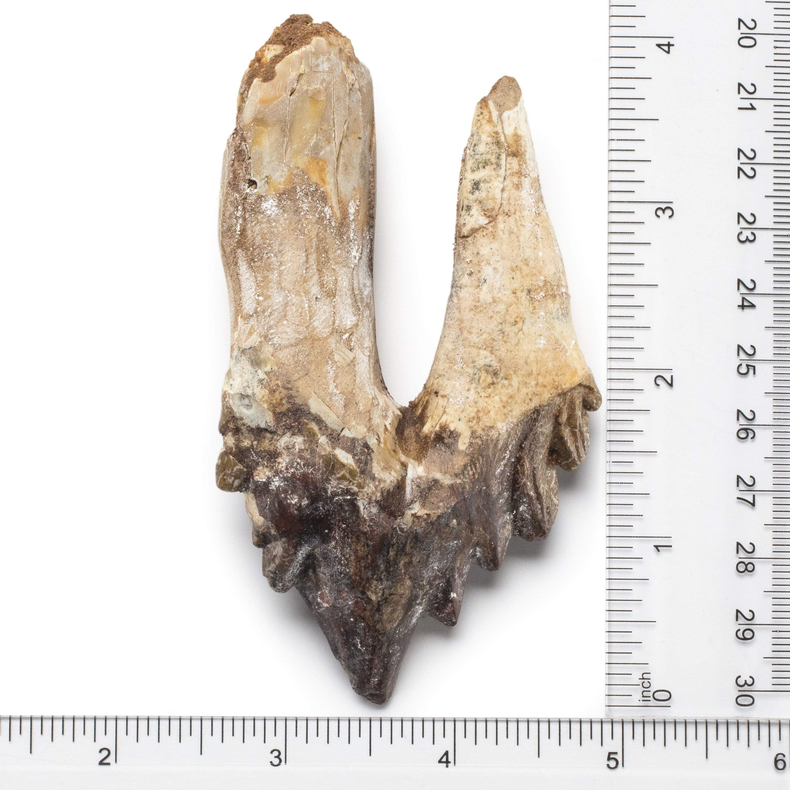 Kalifano Basilosaurus Teeth Natural Prehistoric Basilosaurus Whale Tooth from Morocco  - 4.1 in BST2000.001