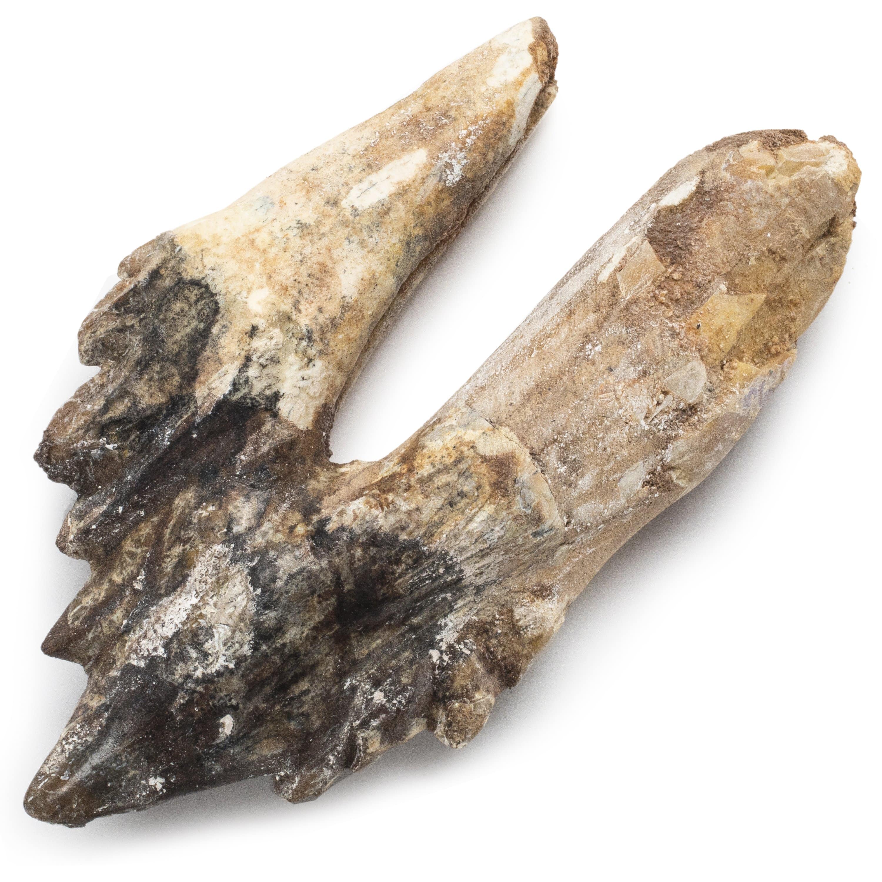 Kalifano Basilosaurus Teeth Natural Prehistoric Basilosaurus Whale Tooth from Morocco  - 4.1 in BST2000.001