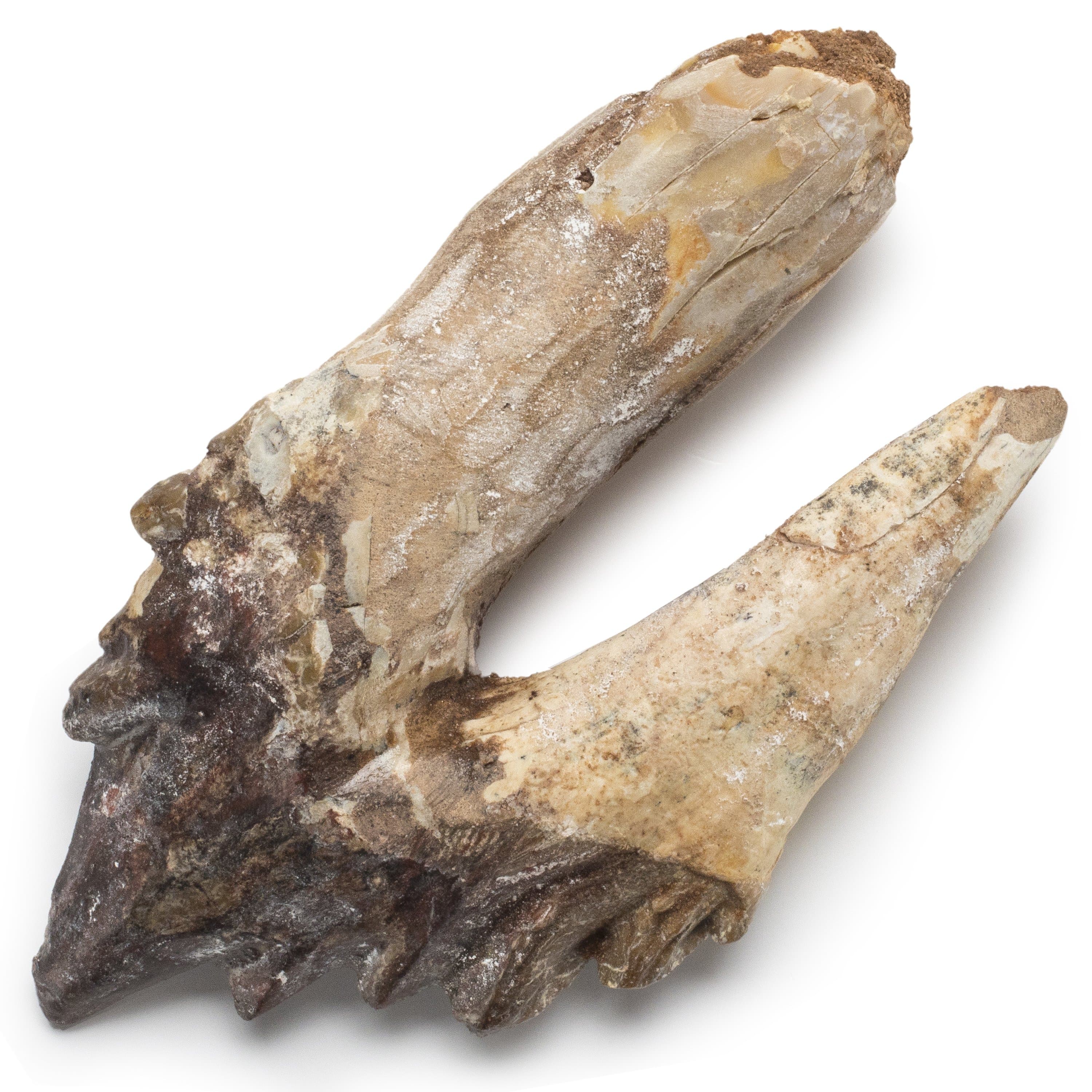 Kalifano Basilosaurus Teeth Natural Prehistoric Basilosaurus Whale Tooth from Morocco  - 4.1 in BST2000.001