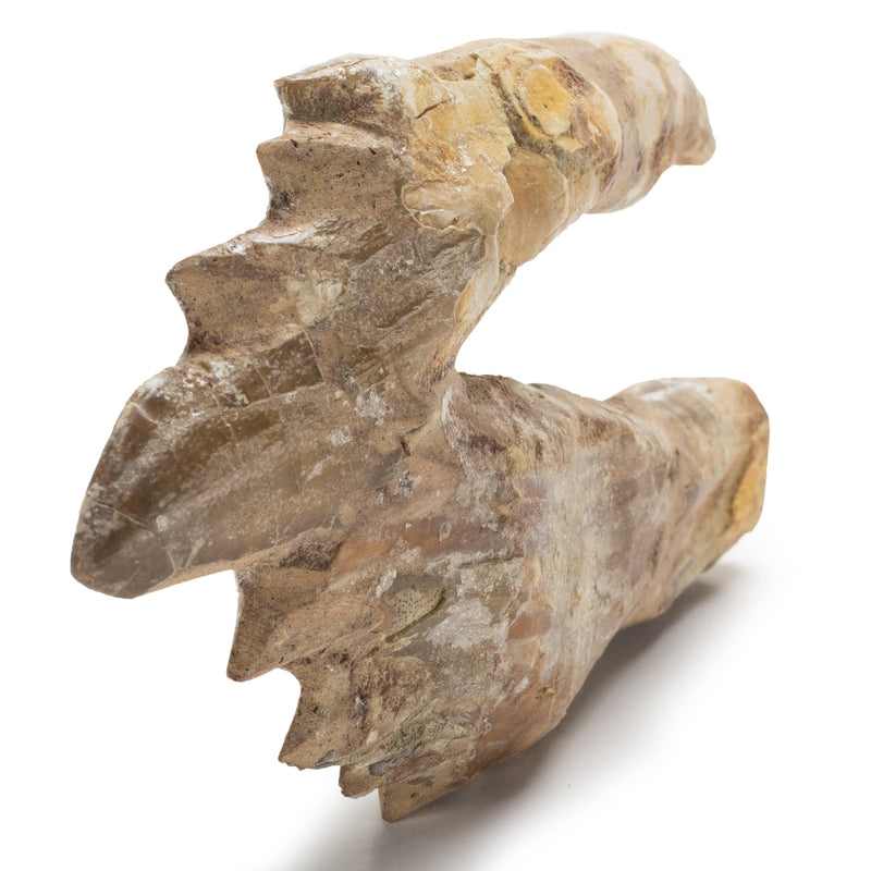 Kalifano Basilosaurus Teeth Natural Prehistoric Basilosaurus Whale Tooth from Morocco  - 5.1 in BST3000.003