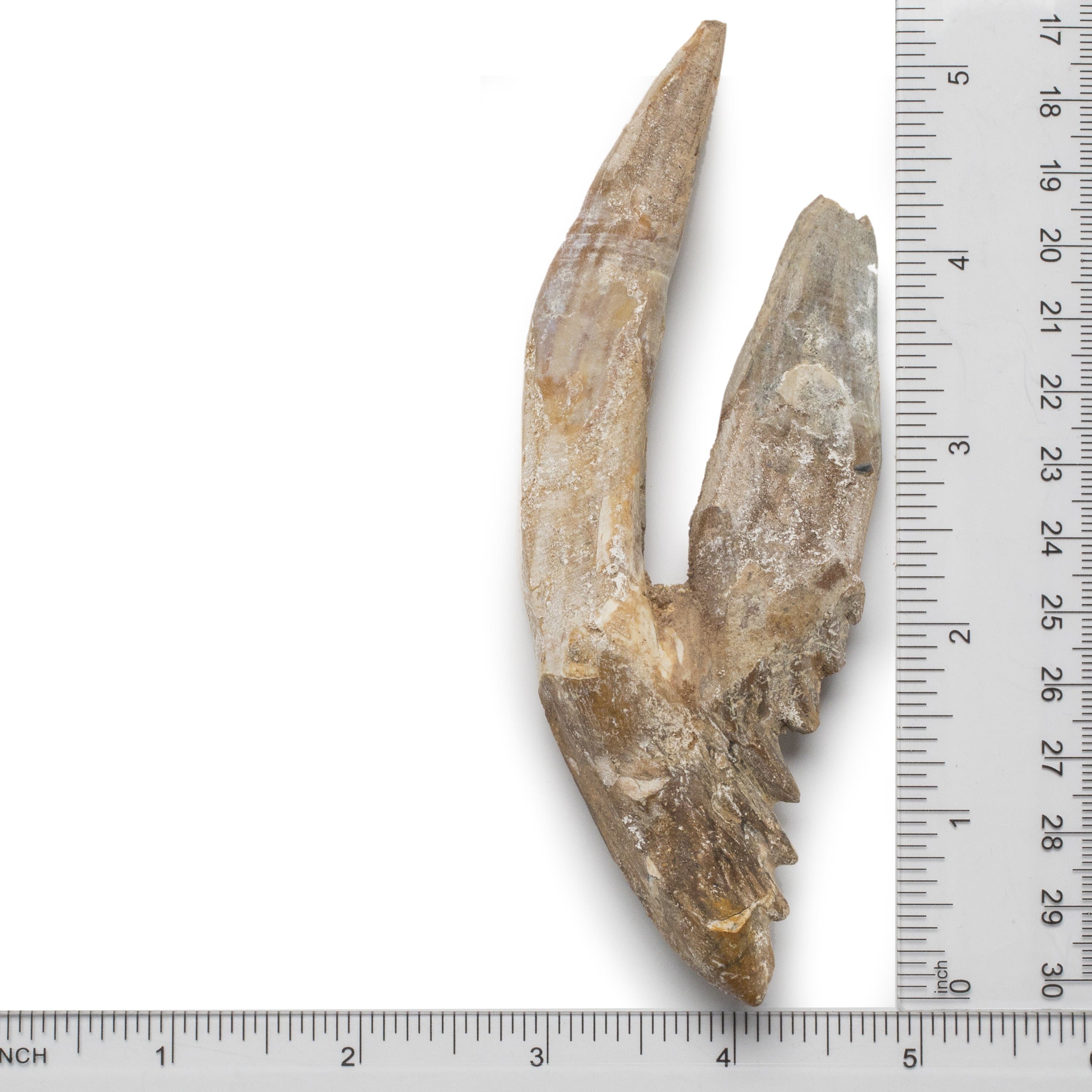Kalifano Basilosaurus Teeth Natural Prehistoric Basilosaurus Whale Tooth from Morocco  - 5.2 in BST2200.002