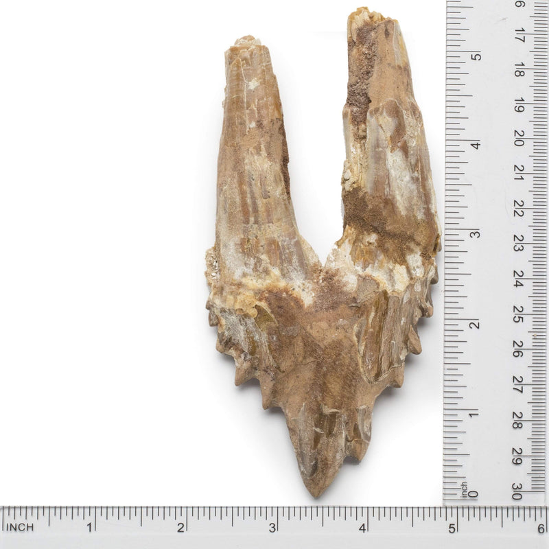 Kalifano Basilosaurus Teeth Natural Prehistoric Basilosaurus Whale Tooth from Morocco  - 5.5 in BST3000.002