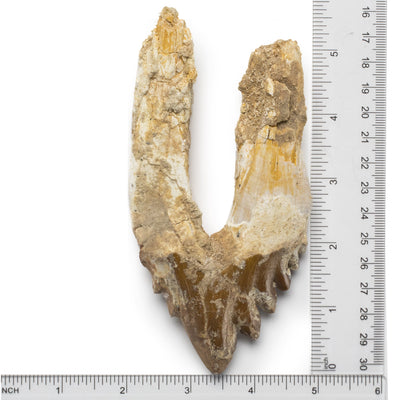 Kalifano Basilosaurus Teeth Natural Prehistoric Basilosaurus Whale Tooth from Morocco  - 5.6 in BST4000.002