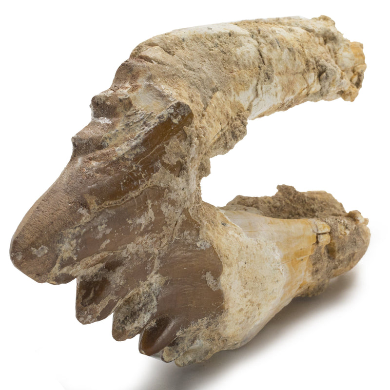 Kalifano Basilosaurus Teeth Natural Prehistoric Basilosaurus Whale Tooth from Morocco  - 5.6 in BST4000.002