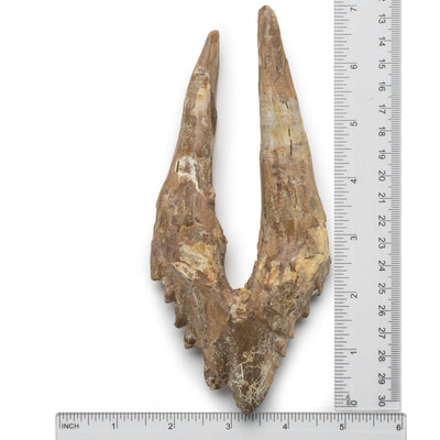 Kalifano Basilosaurus Teeth Natural Prehistoric Basilosaurus Whale Tooth from Morocco  - 7.1 in BST6000.001