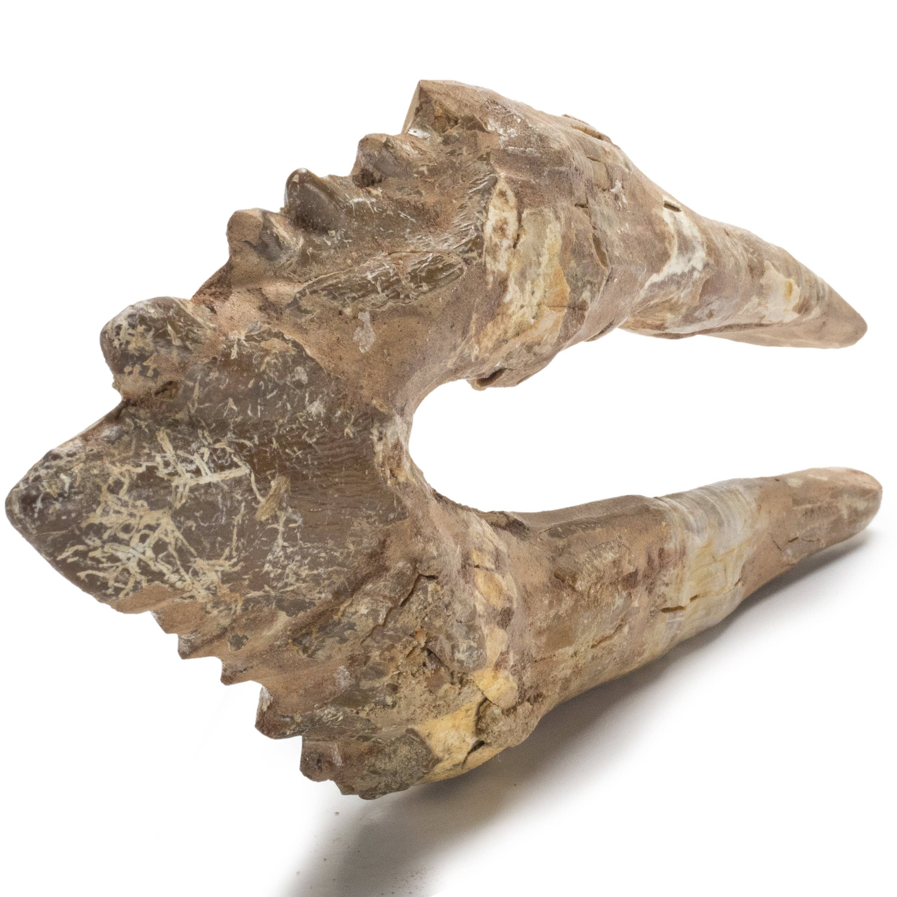 Kalifano Basilosaurus Teeth Natural Prehistoric Basilosaurus Whale Tooth from Morocco  - 7.1 in BST6000.001