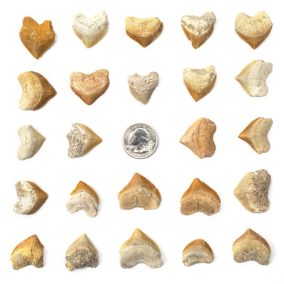 KALIFANO Corax Shark Teeth Fossils (5 pcs) STC39