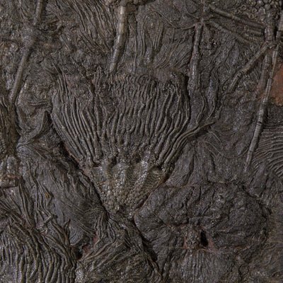 Kalifano Crinoid Fossils Natural Moroccan Crinoid Fossil - 46 in / 142 lbs CR16800.002