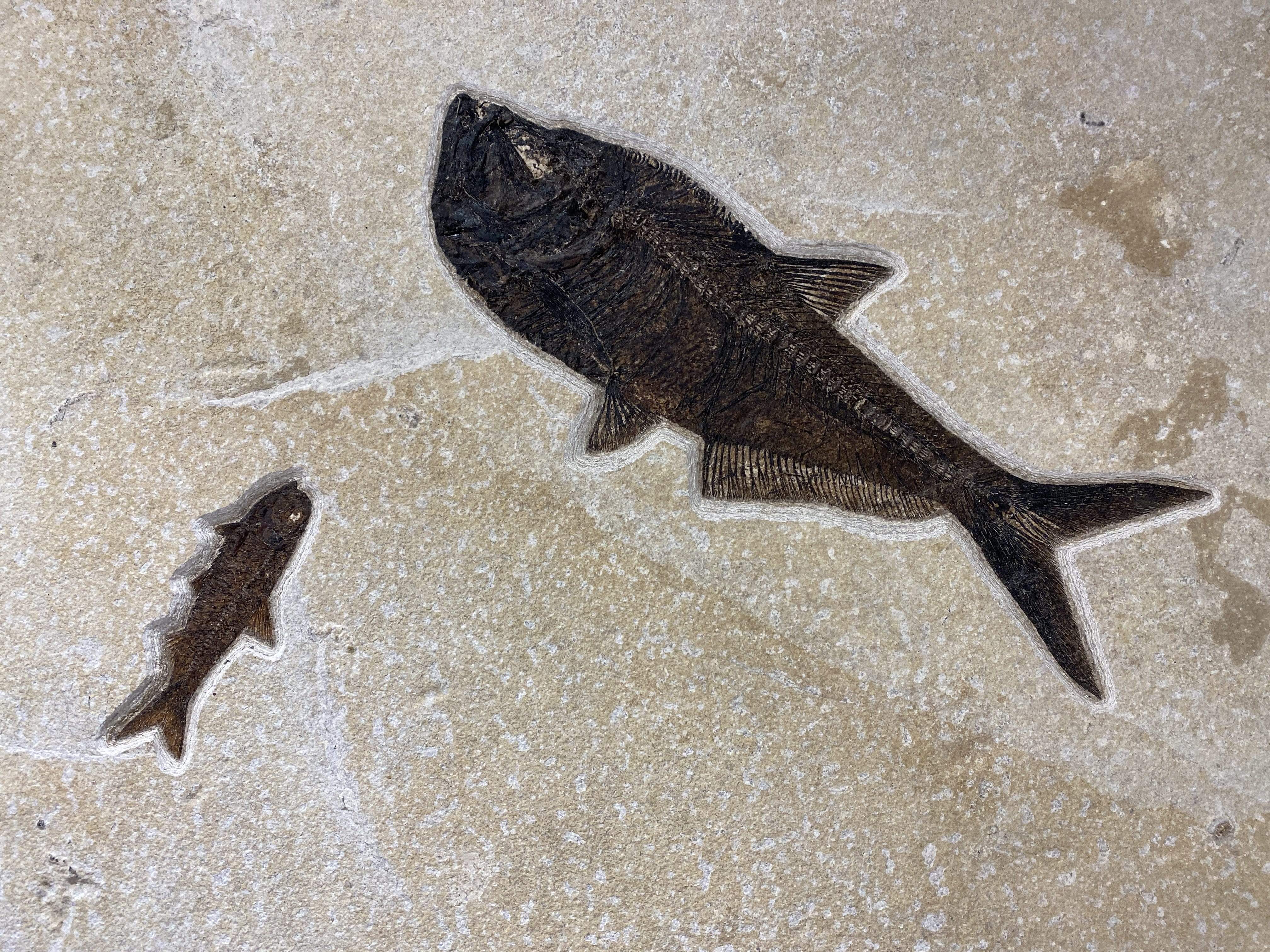 Kalifano Fish Fossils FF12000.010 - Orange Rust Fish Fossil - Wyoming125 lbs, 38" x 29" FF12000.010