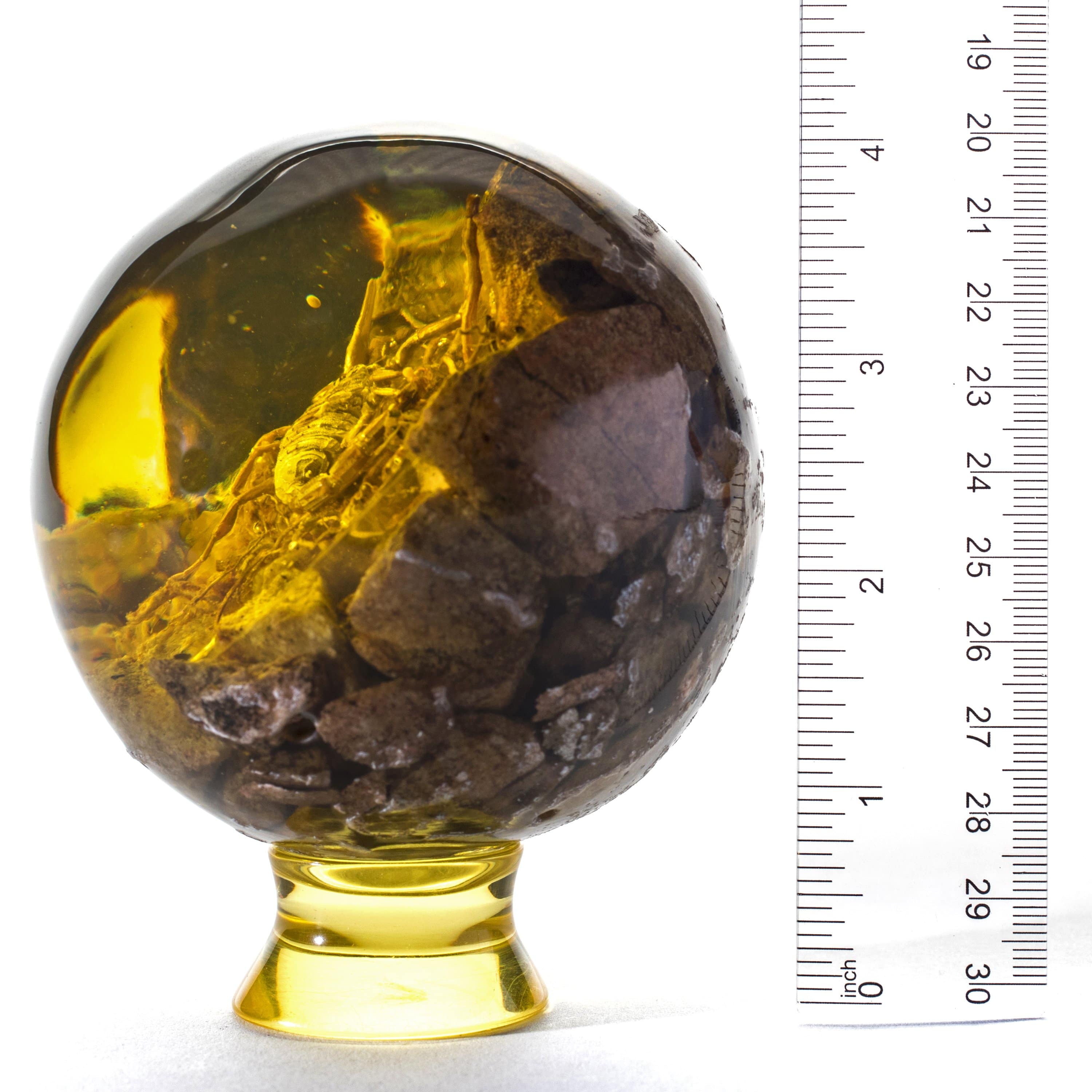 Kalifano Fossils & Minerals AMB300 - Cultured Amber Sphere w/ Scorpio AMB300