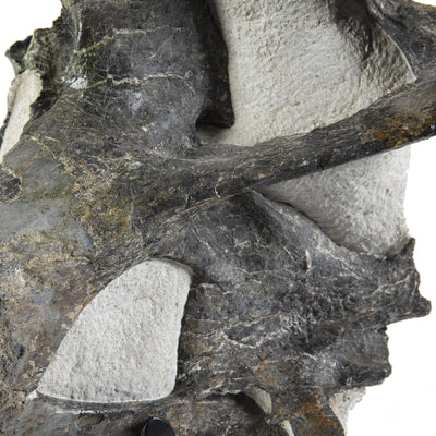 Kalifano Fossils & Minerals Apatasaurus Cervical Vertibrate Authentic Dinosaur Bone DB12000.001