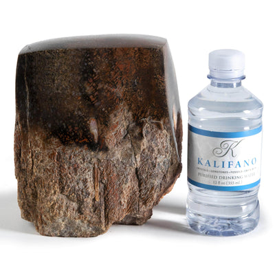 Kalifano Fossils & Minerals Apatasaurus Humerus End Authentic Dinosaur Bone DB18000.001