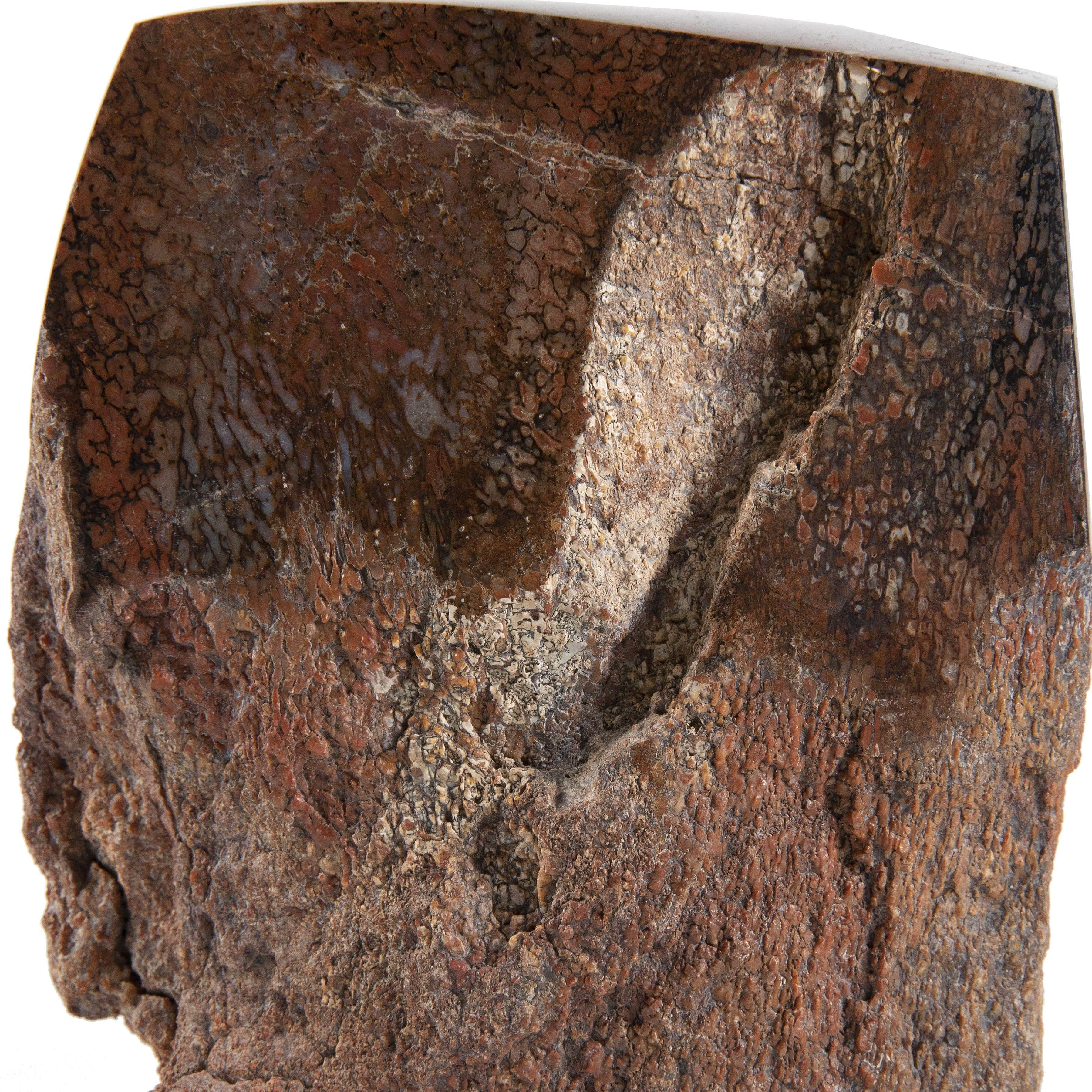 Kalifano Fossils & Minerals Apatasaurus Humerus End Authentic Dinosaur Bone DB18000.001