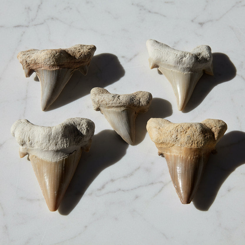 Kalifano Fossils & Minerals Authentic Fossil Shark Tooth from Morocco ST59