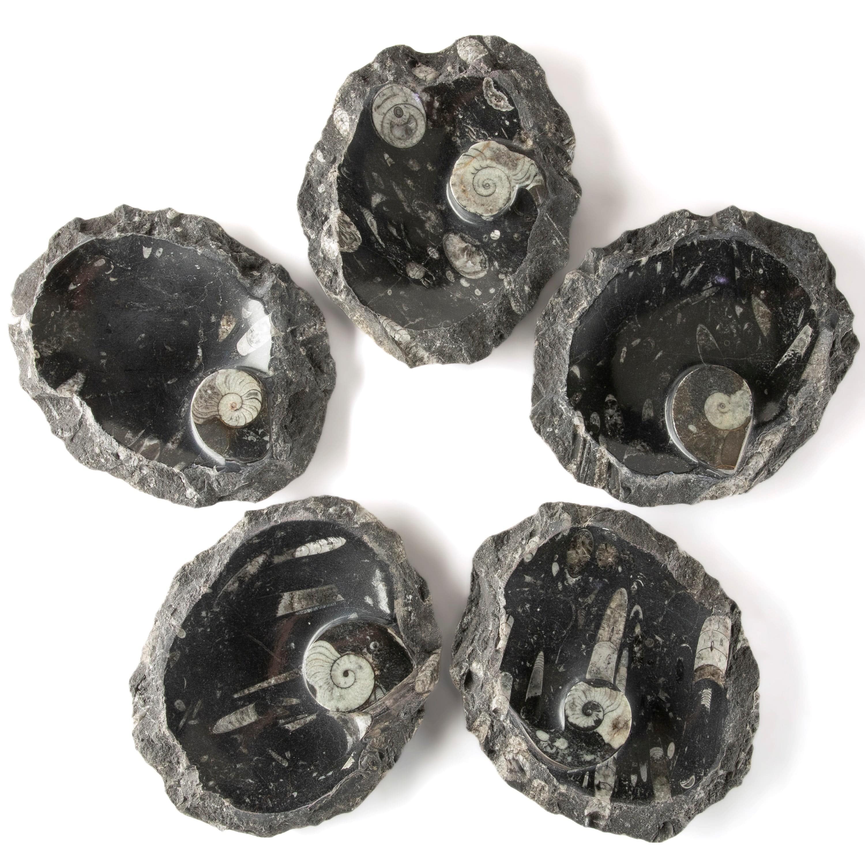 Kalifano Fossils & Minerals Black Natural Ammonite Dish / Ashtray from Morocco - 9" BAM240-BK