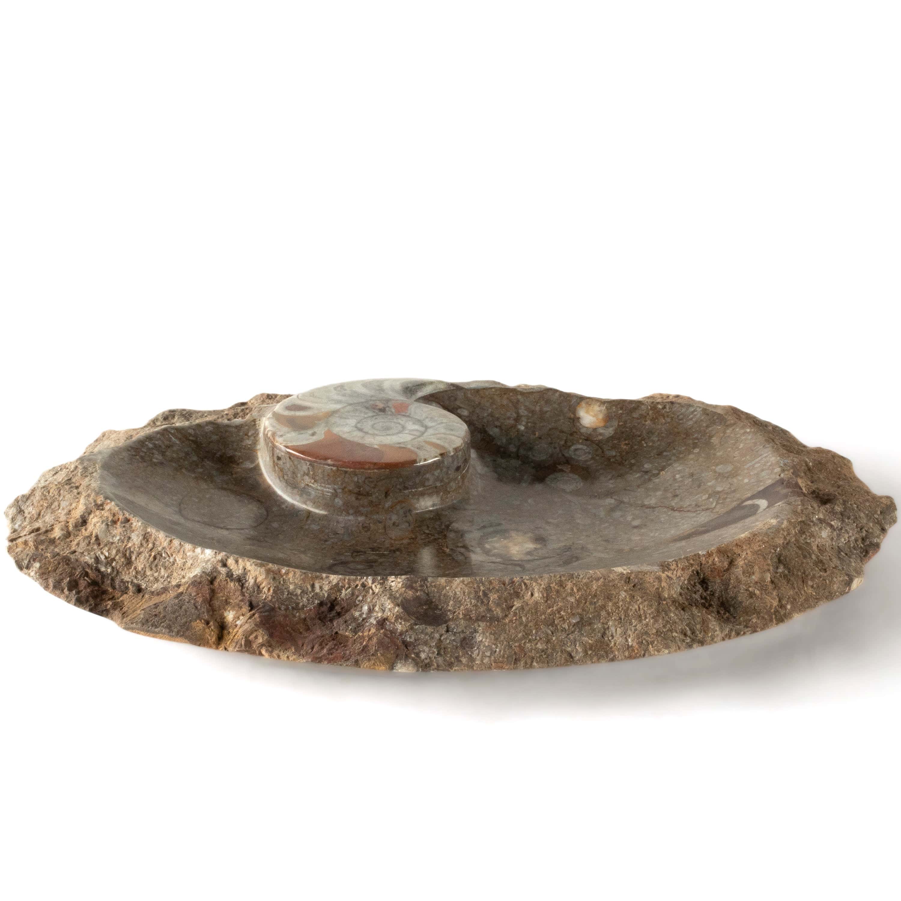 Kalifano Fossils & Minerals Brown Natural Ammonite Dish / Ashtray from Morocco - 9" BAM240-BN