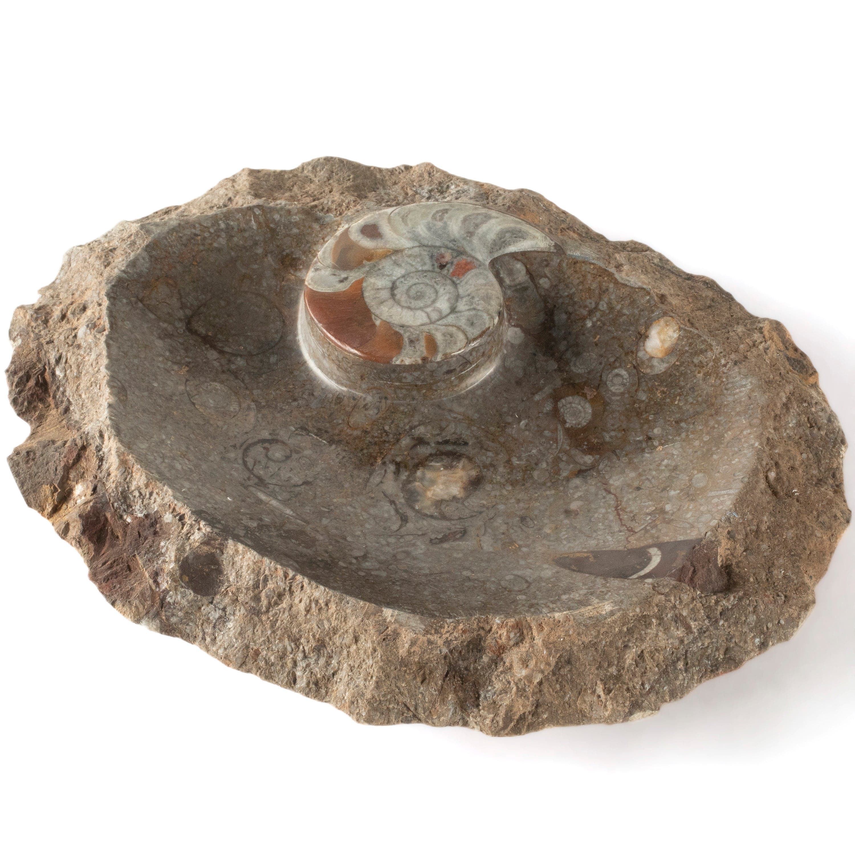 Kalifano Fossils & Minerals Brown Natural Ammonite Dish / Ashtray from Morocco - 9" BAM240-BN