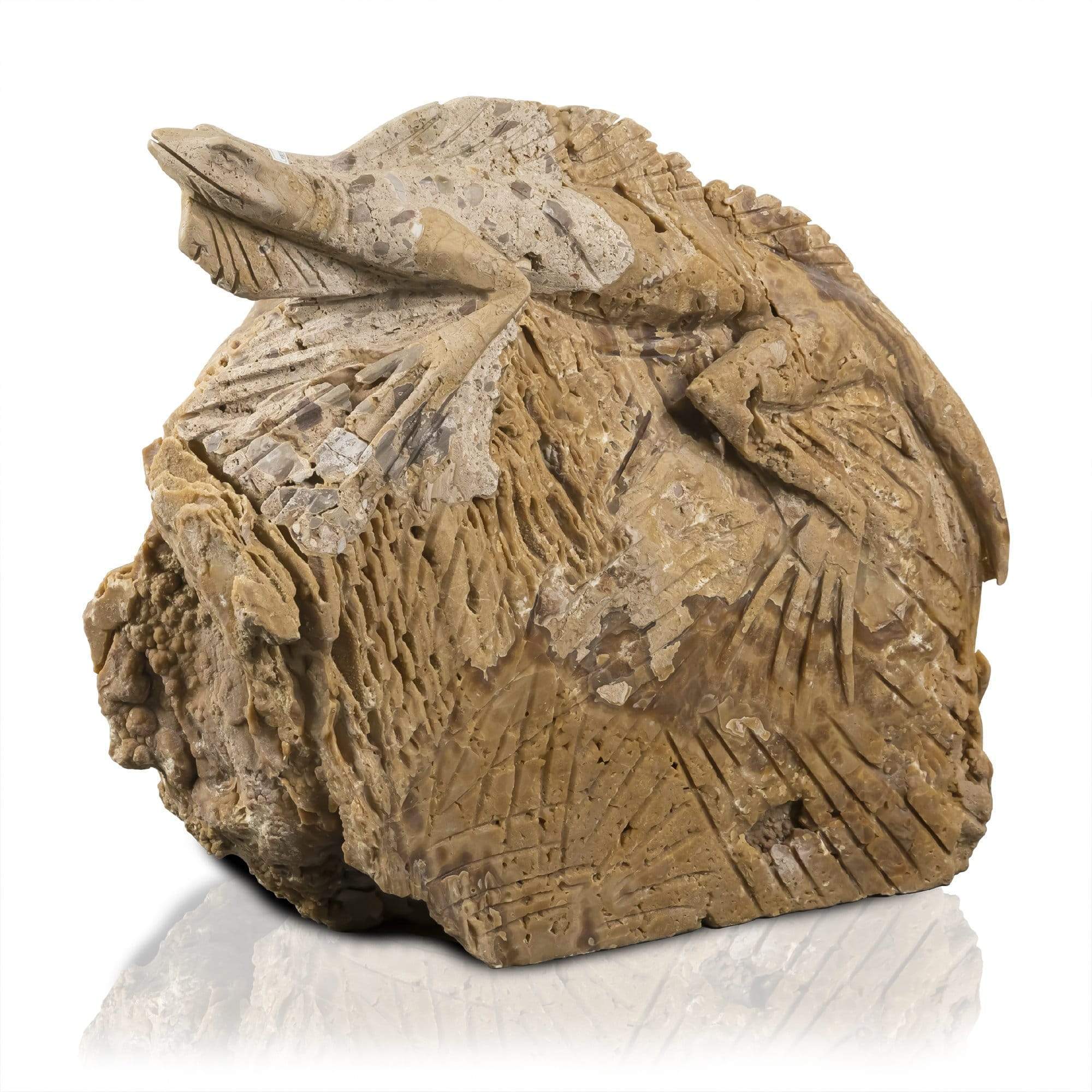 Kalifano Fossils & Minerals CARV9000.004 - Iguana Carving Onyx - Mexico CARV9000.004