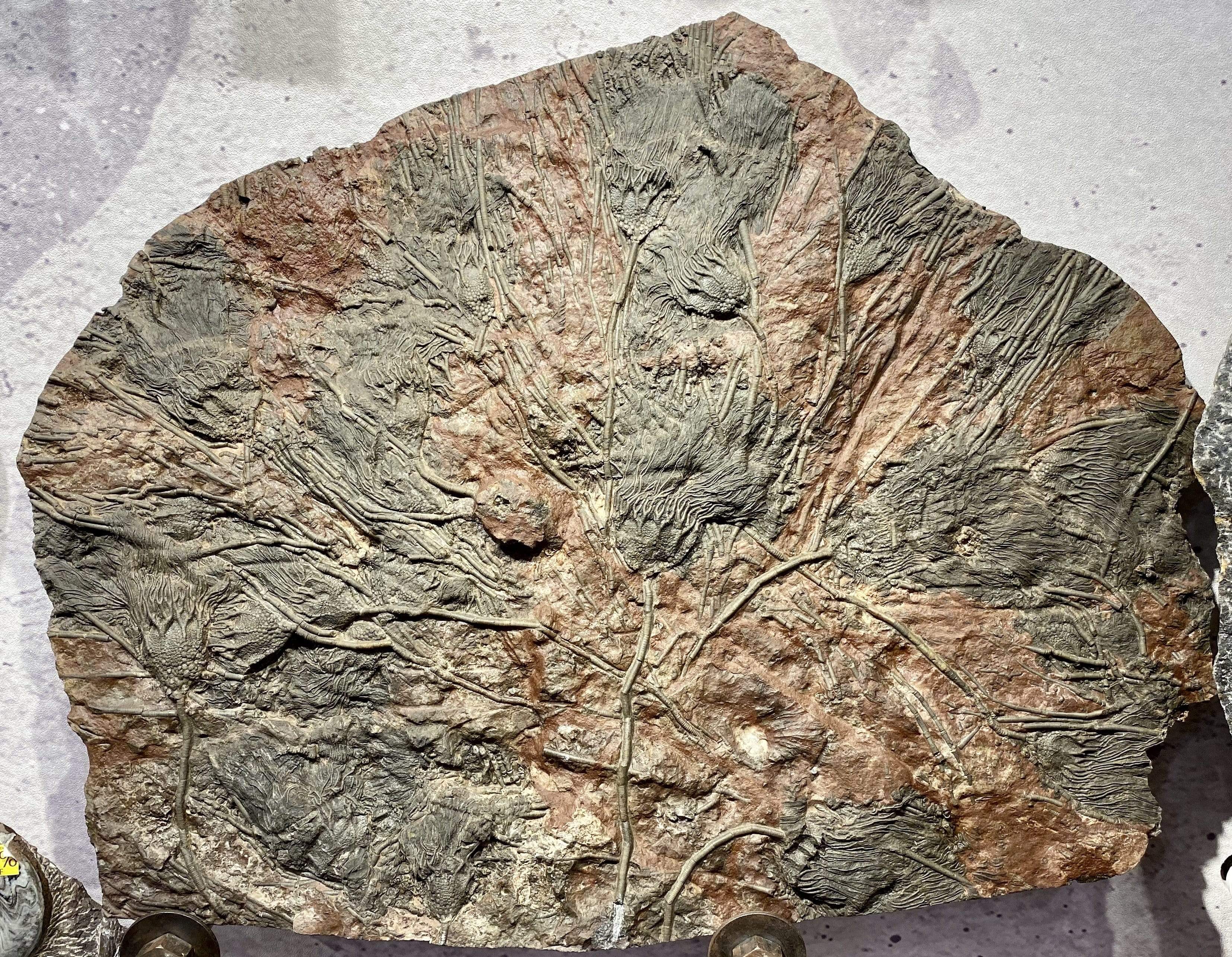 Kalifano Fossils & Minerals CR18000.001 - Crinoid Colony CR18000.001