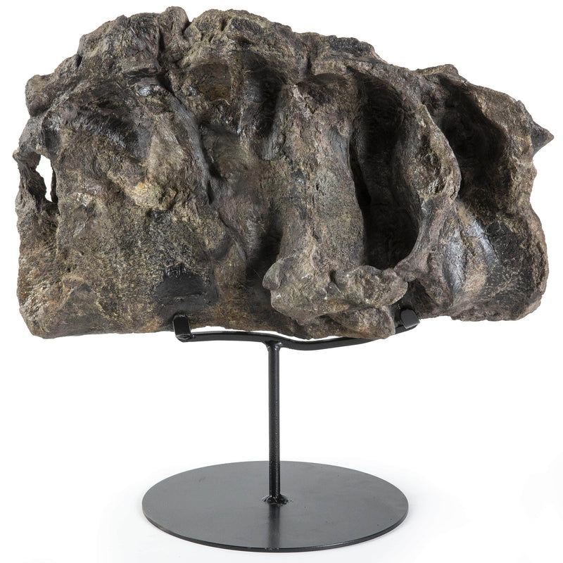 Kalifano Fossils & Minerals Despletosaur Sacrum Authentic Dinosaur Pelvic Bone DB24000.002