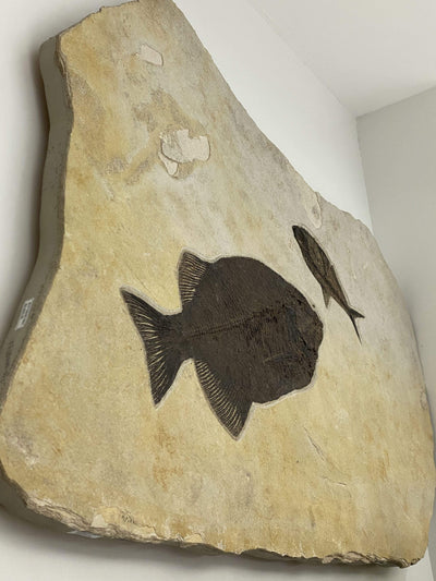 Kalifano Fossils & Minerals FF30000.002 - Phareodus & Diplomystus Dentatus Fish Fossil - Wyoming FF30000.002
