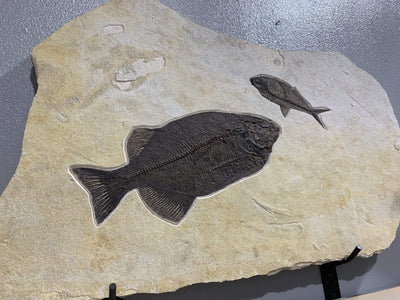 Kalifano Fossils & Minerals FF30000.002 - Phareodus & Diplomystus Dentatus Fish Fossil - Wyoming FF30000.002