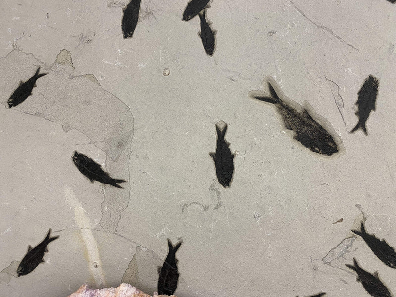 Kalifano Fossils & Minerals FF36000.007 - Gasterosteiformes Colony Wyoming Green River Formation Fish Fossil 35" x 52" FF36000.007