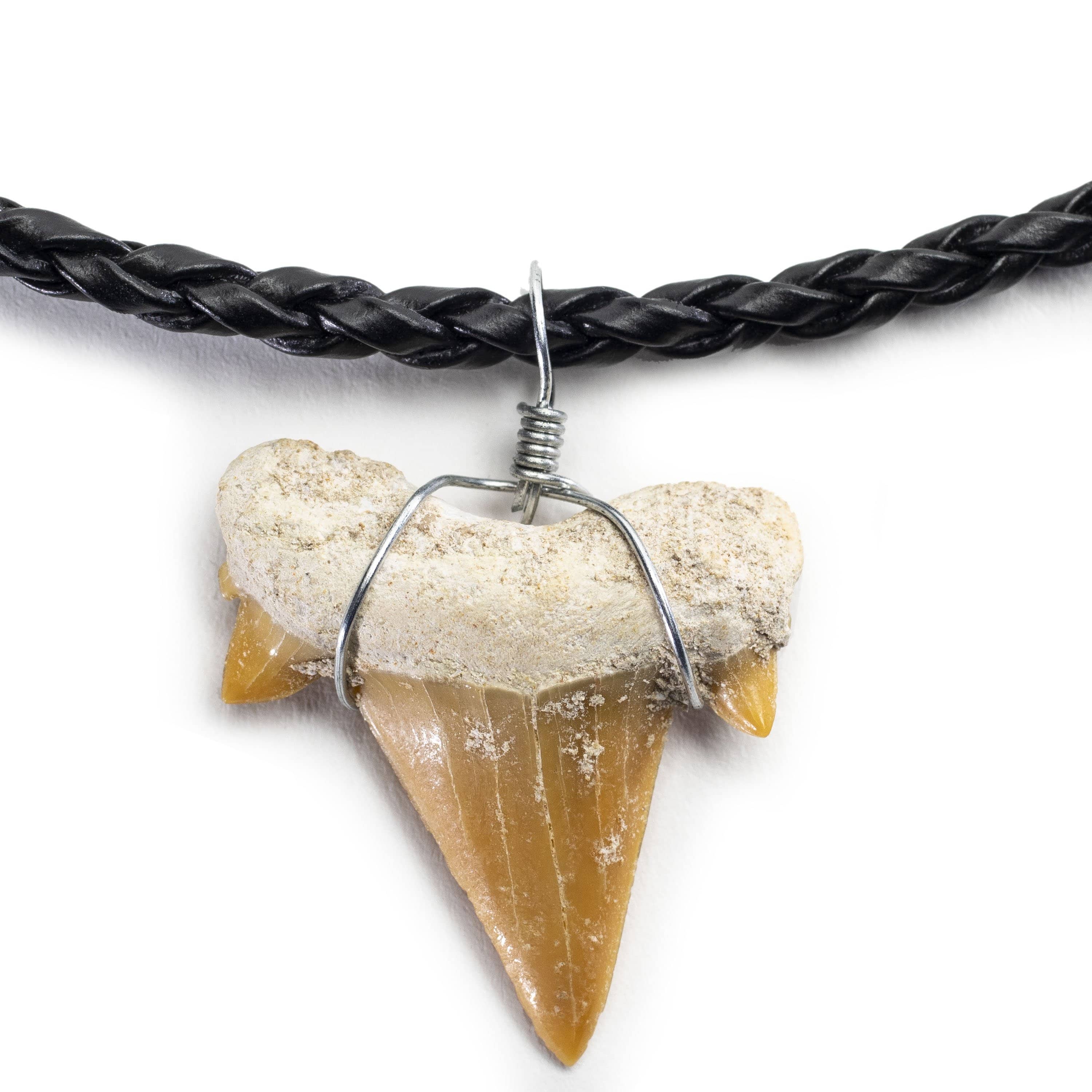 Kalifano Fossils & Minerals Fossil Shark Tooth Necklace STN59